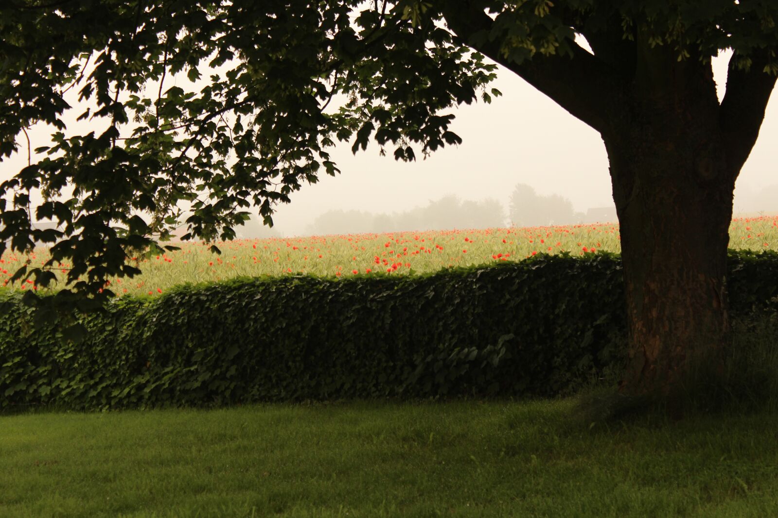 Canon EOS 600D (Rebel EOS T3i / EOS Kiss X5) sample photo. Morning, field, tree photography