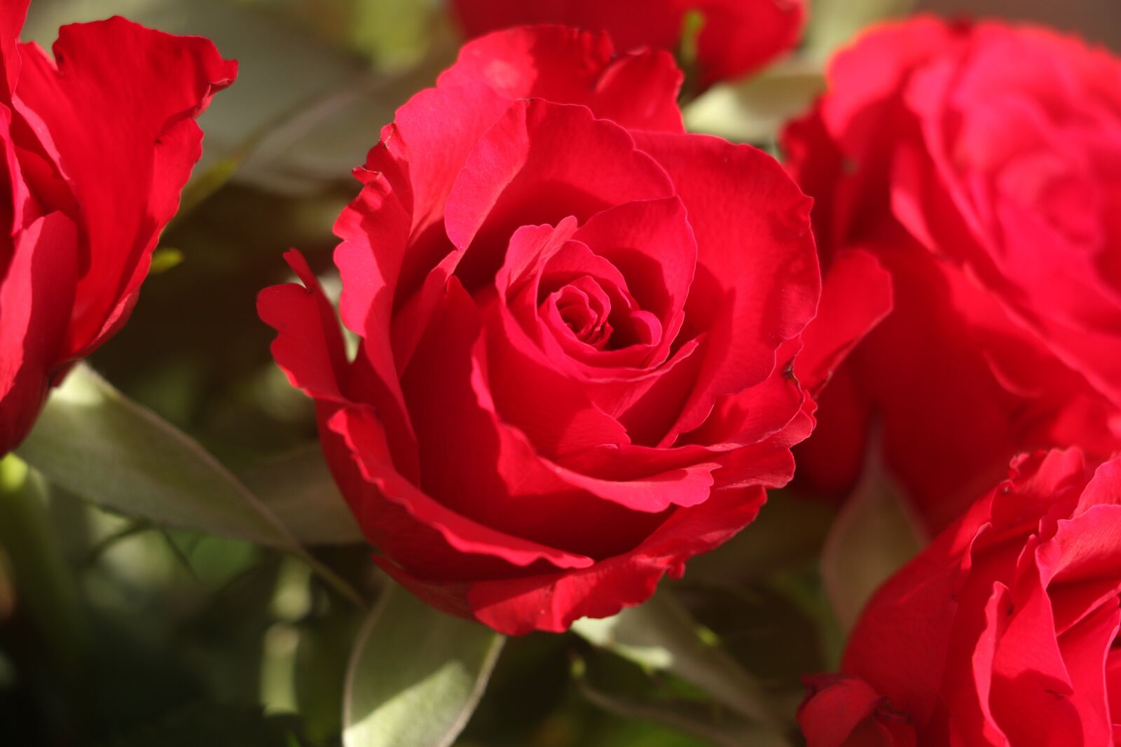 Canon EOS 7D Mark II sample photo. Rose, red rose, rose photography