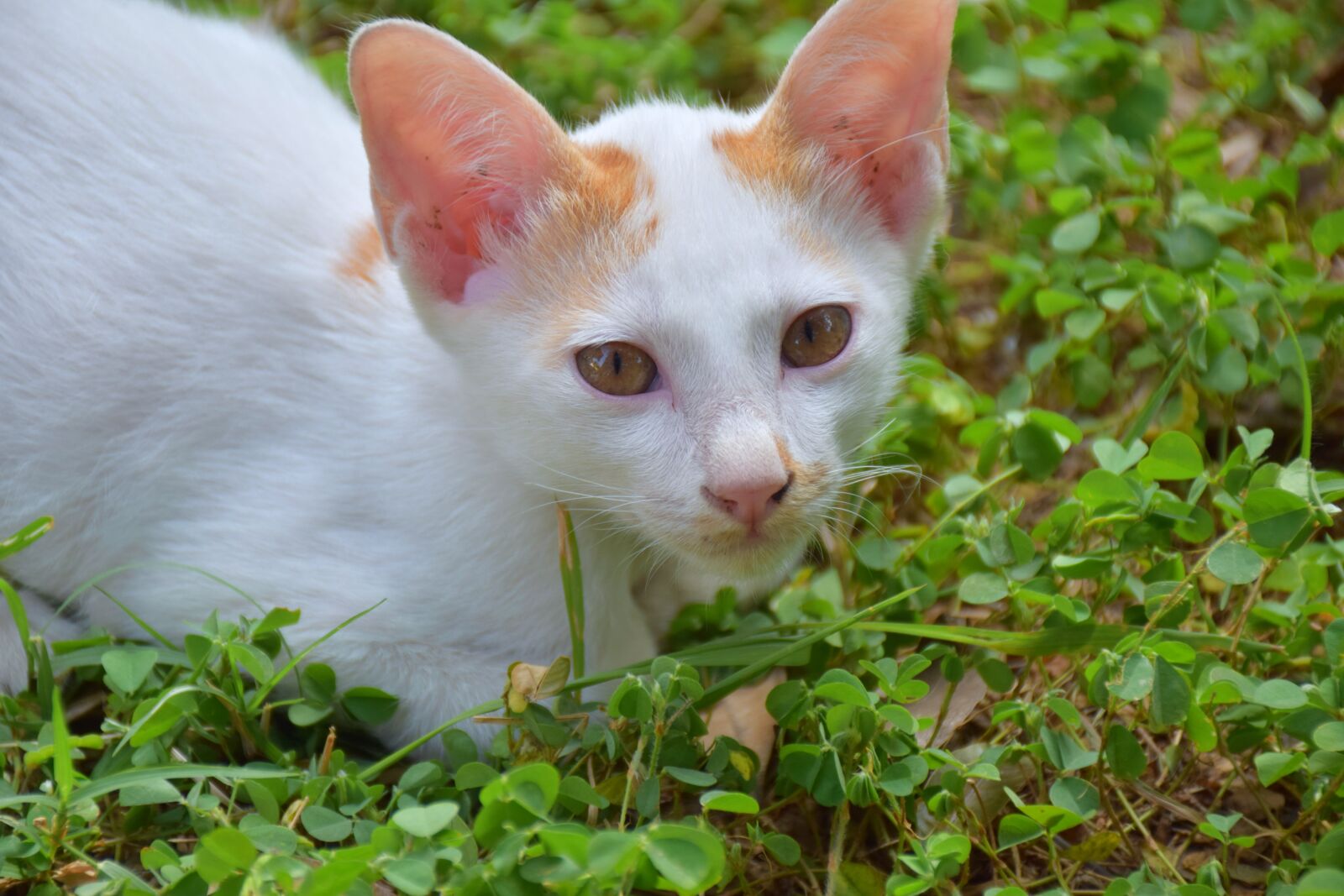 Nikon D5300 sample photo. Cat, kitten, cute photography