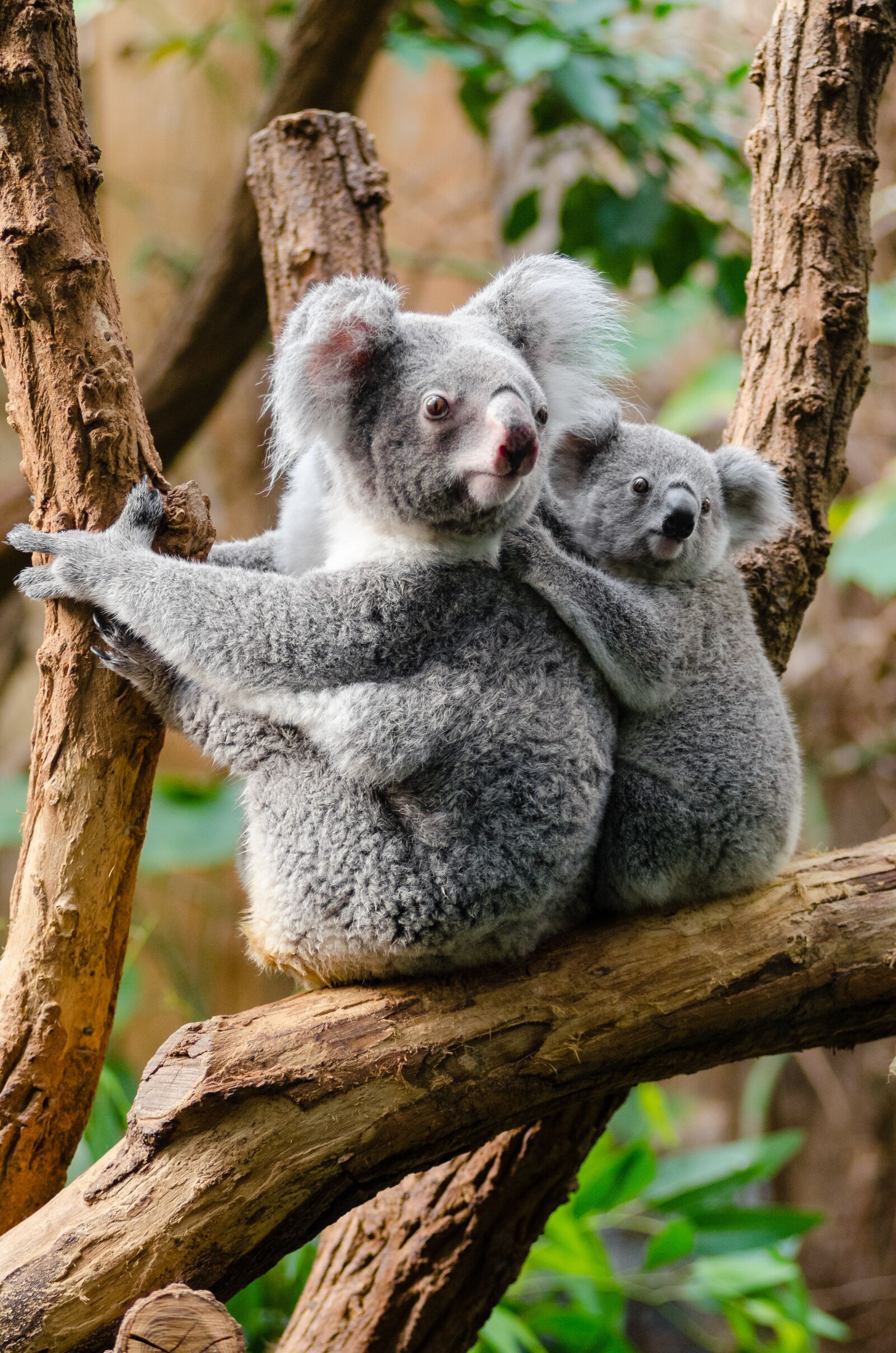 Nikon D7000 sample photo. Animals, branch, cute photography