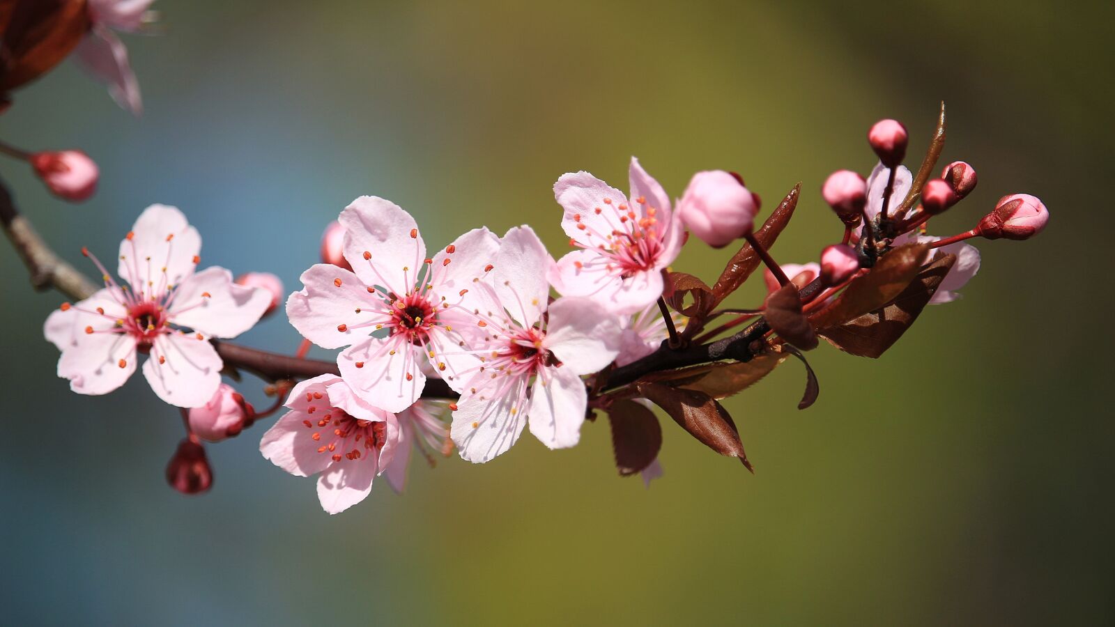 Canon EF-S 55-250mm F4-5.6 IS STM sample photo. Nature, branch, flowers photography