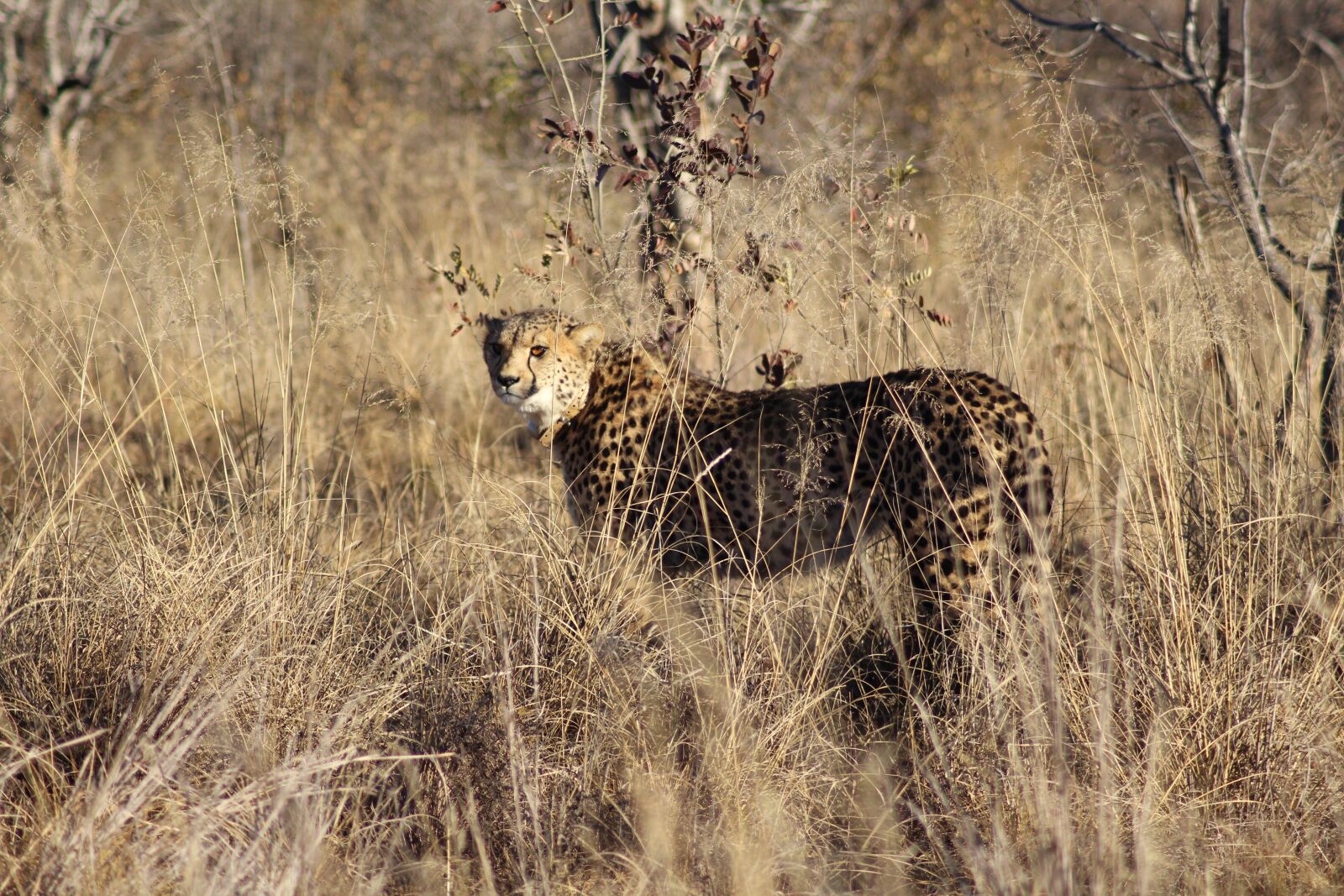 Canon EOS 1200D (EOS Rebel T5 / EOS Kiss X70 / EOS Hi) sample photo. Cheetah, fast, predator photography