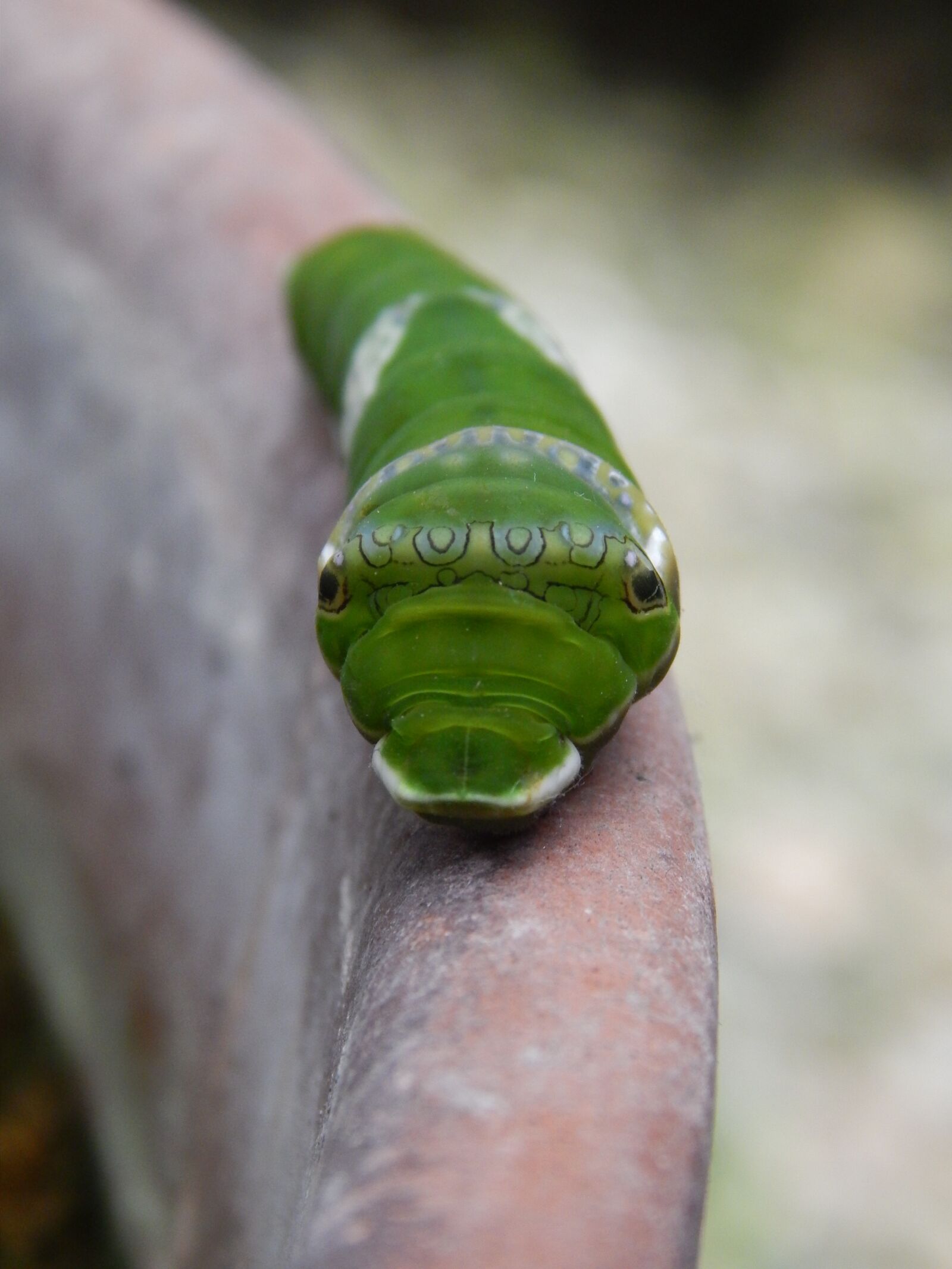 Nikon Coolpix L820 sample photo. Caterpillar, green, face photography