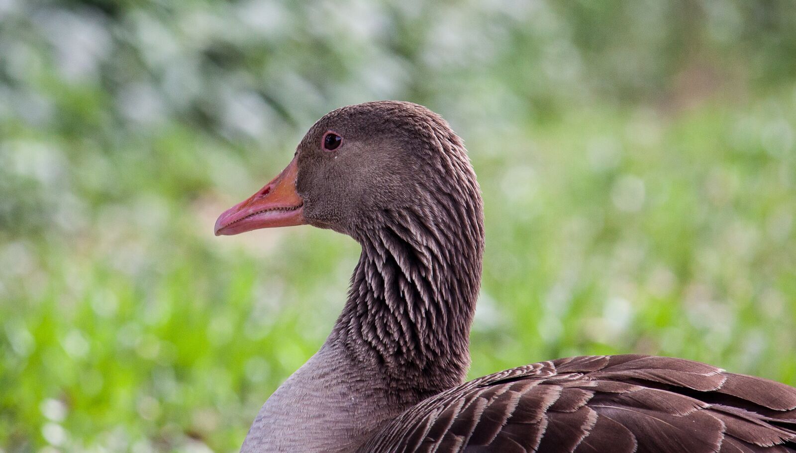 Canon EOS 50D + Canon EF-S 55-250mm F4-5.6 IS STM sample photo. Wild goose, water bird photography