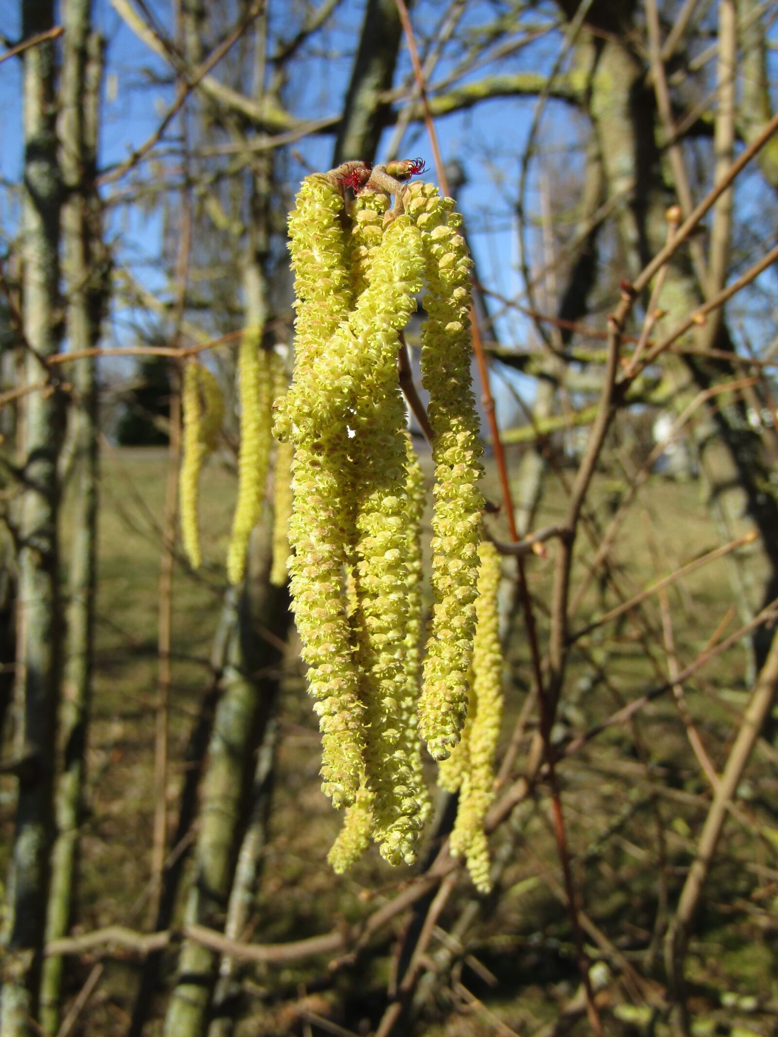 Canon POWERSHOT SX432 IS sample photo. Hazel flowers, hazel bloom photography