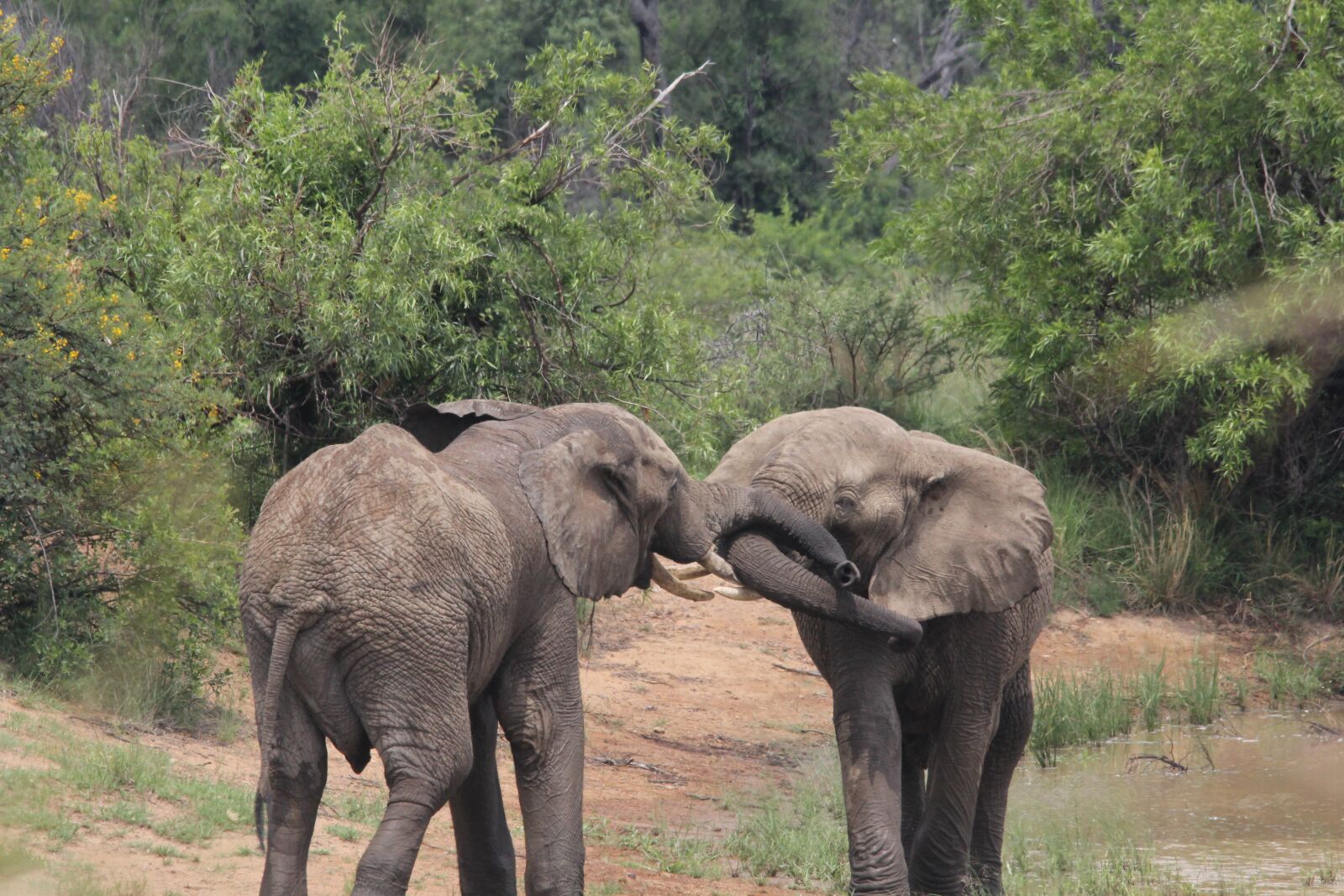 Canon EOS 60D sample photo. African, elephants, mating photography