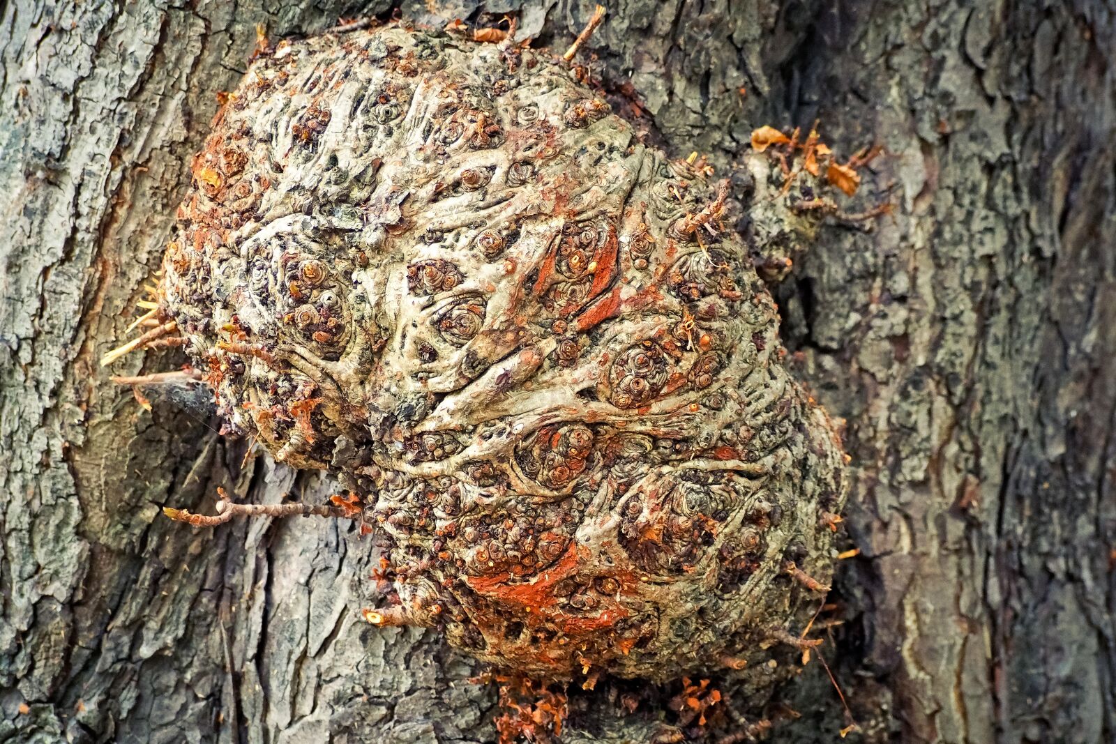 Olympus OM-D E-M10 sample photo. Tree, bark, nature photography