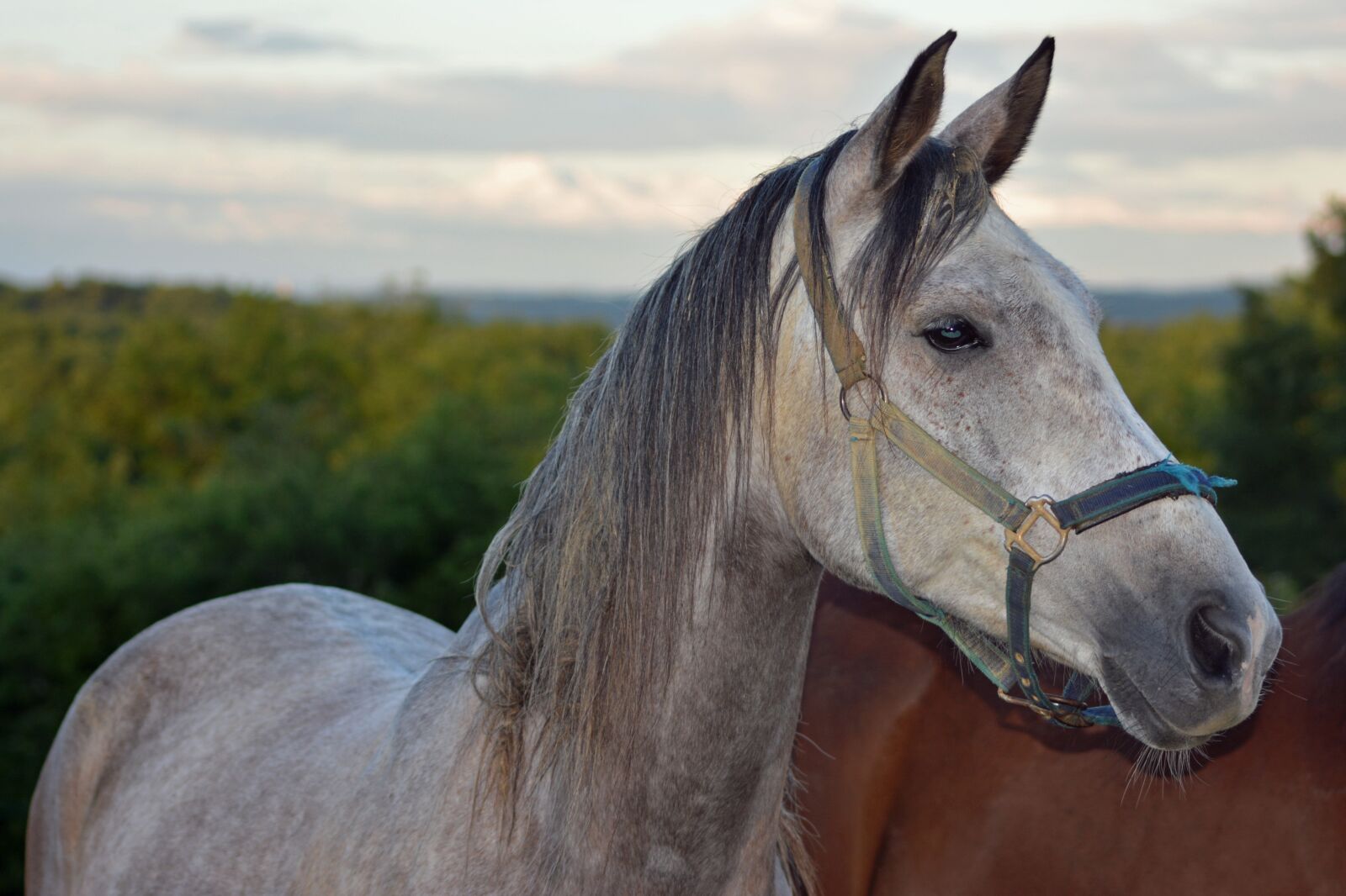 Nikon D5200 sample photo. Horse, pure arab blood photography