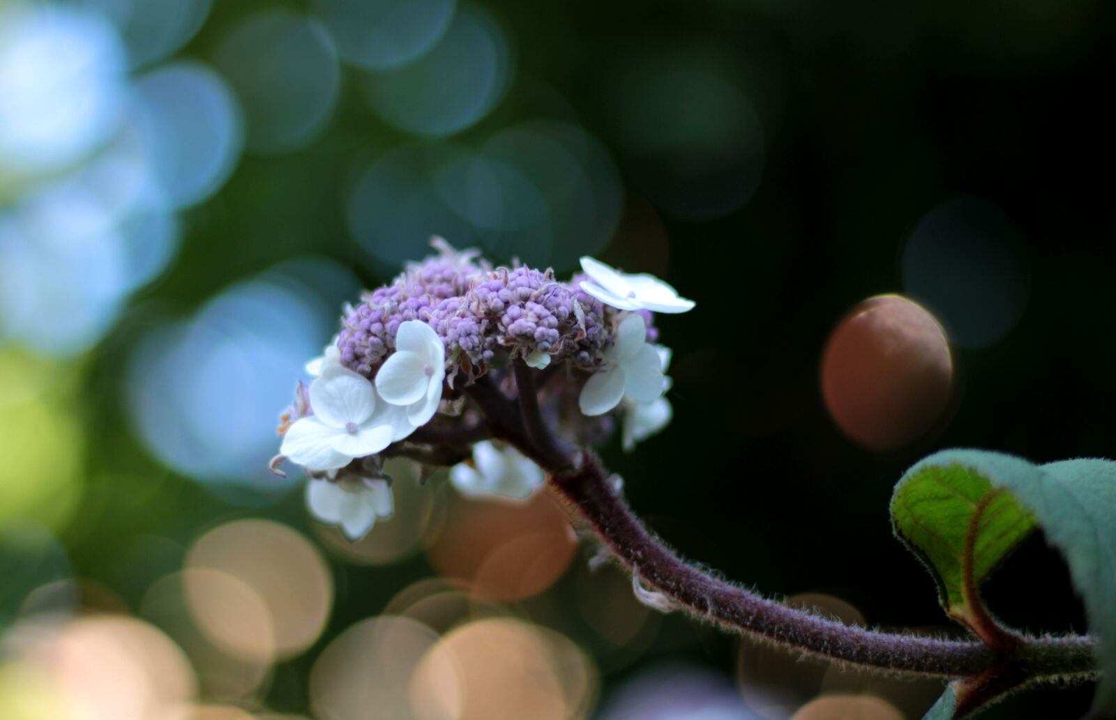 Canon EOS 600D (Rebel EOS T3i / EOS Kiss X5) sample photo. Hydrangea aspera macrophylla, hydrangea photography