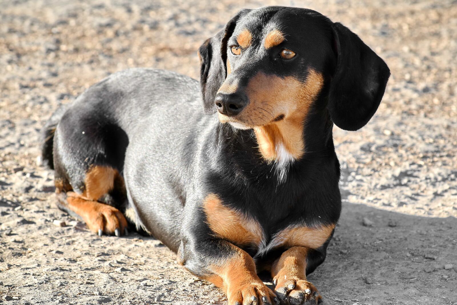 Nikon D5500 sample photo. Black, curiosity, dog, laying photography