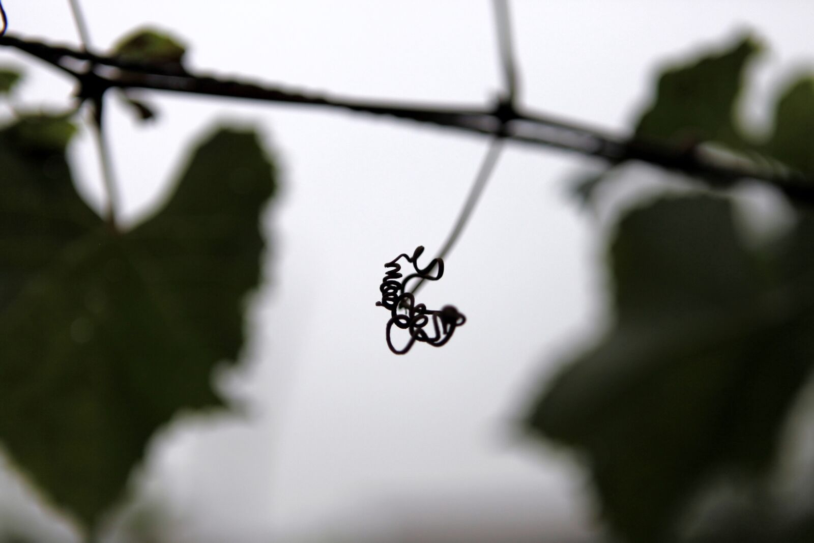 Canon EOS 5D Mark II sample photo. Vines, plant, autumn photography