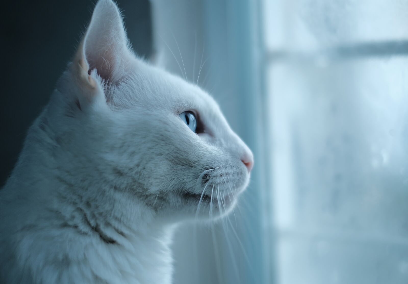 Fujifilm X-T30 sample photo. Cat, pet, white cat photography