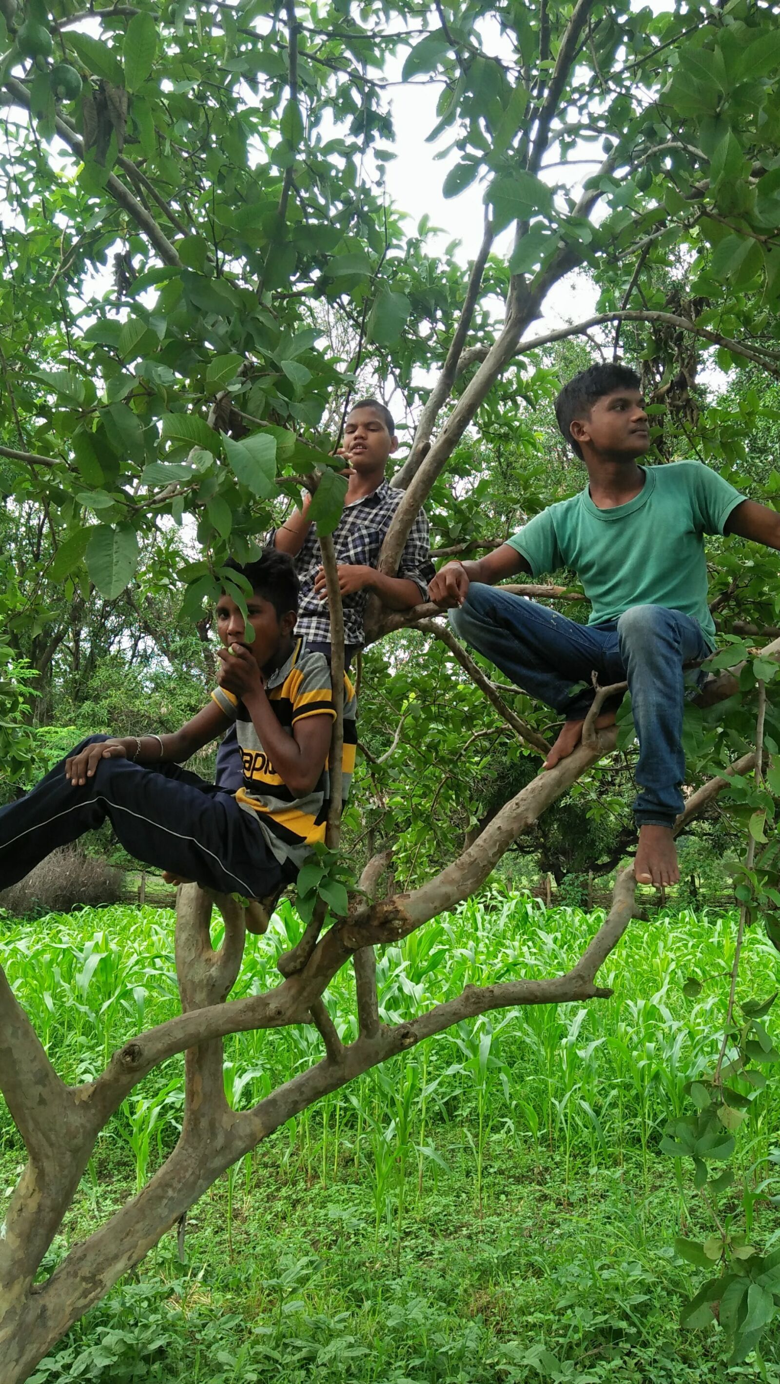 OPPO A37fw-International sample photo. Boys on the guava photography