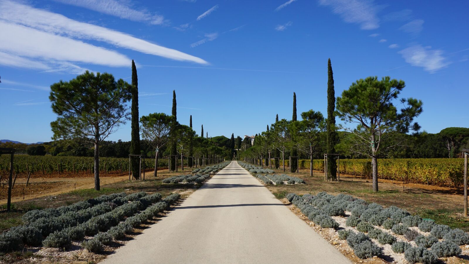 Sony E 16-50mm F3.5-5.6 PZ OSS sample photo. Avenue, pine, cypress photography