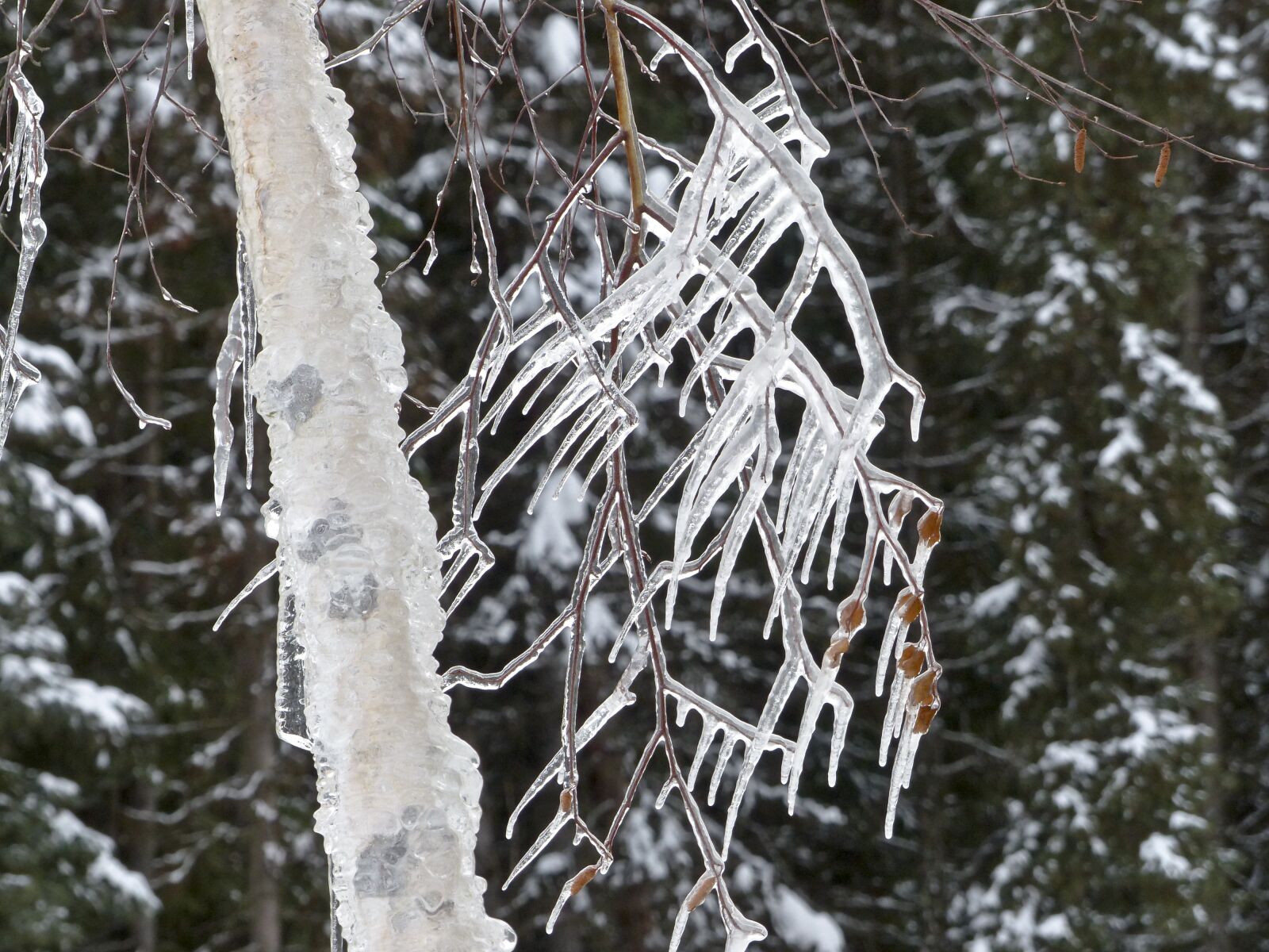 Panasonic Lumix DMC-FZ200 sample photo. Icicles, cold, icy photography