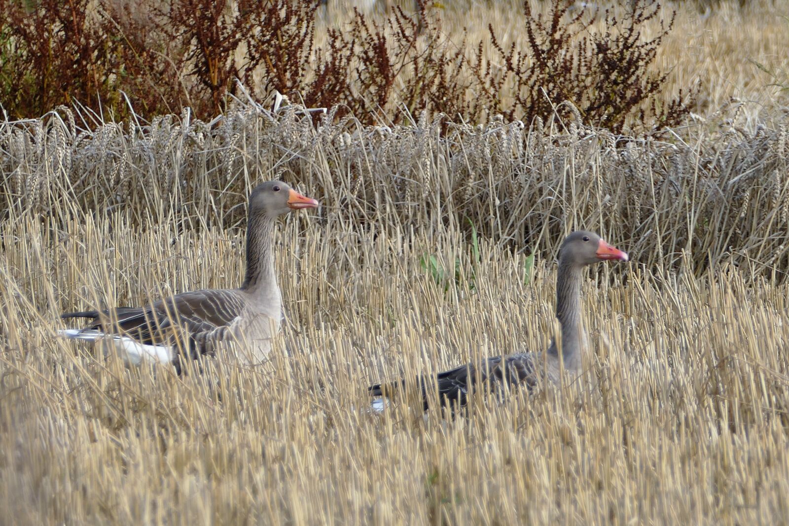 Panasonic Lumix DMC-FZ1000 sample photo. Greylag goose, geese, bird photography