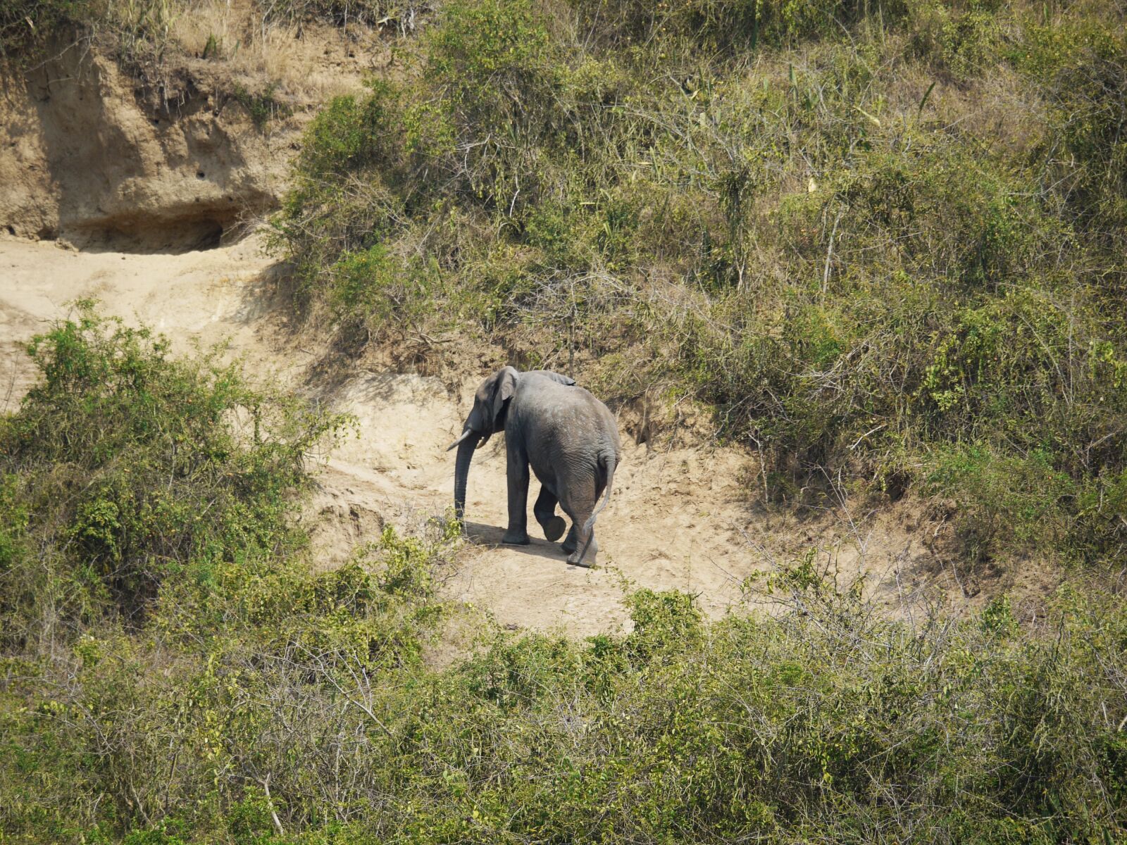 Panasonic Lumix DMC-G1 sample photo. Elephant, uganda, rise photography