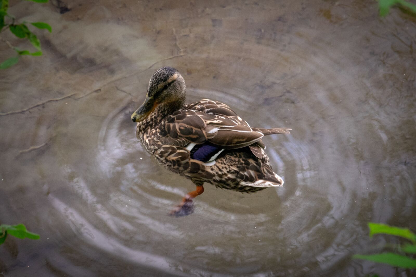 Nikon D3300 sample photo. Duck, bird, animal photography