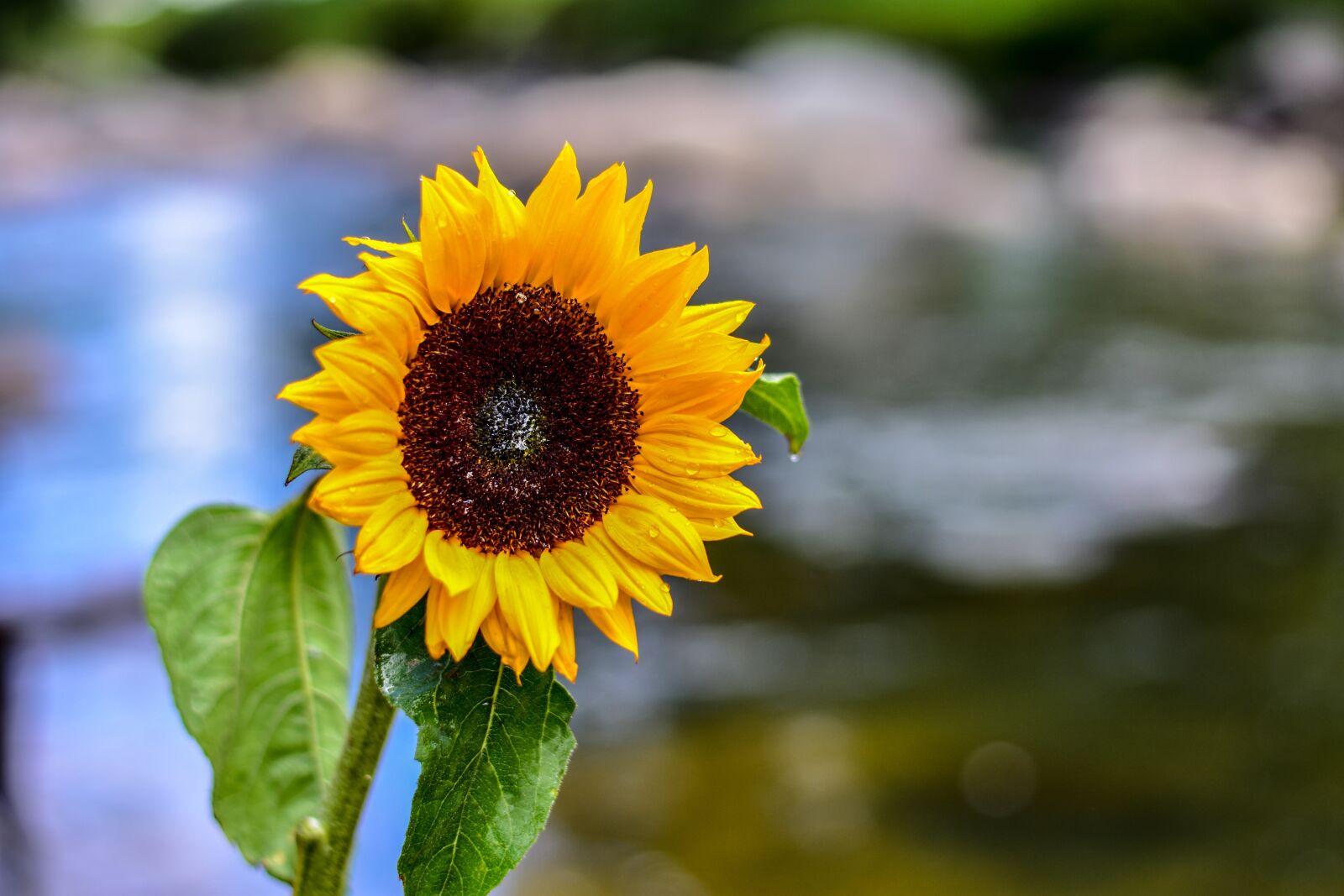 Nikon D3400 sample photo. Sunflower, flower, nature photography