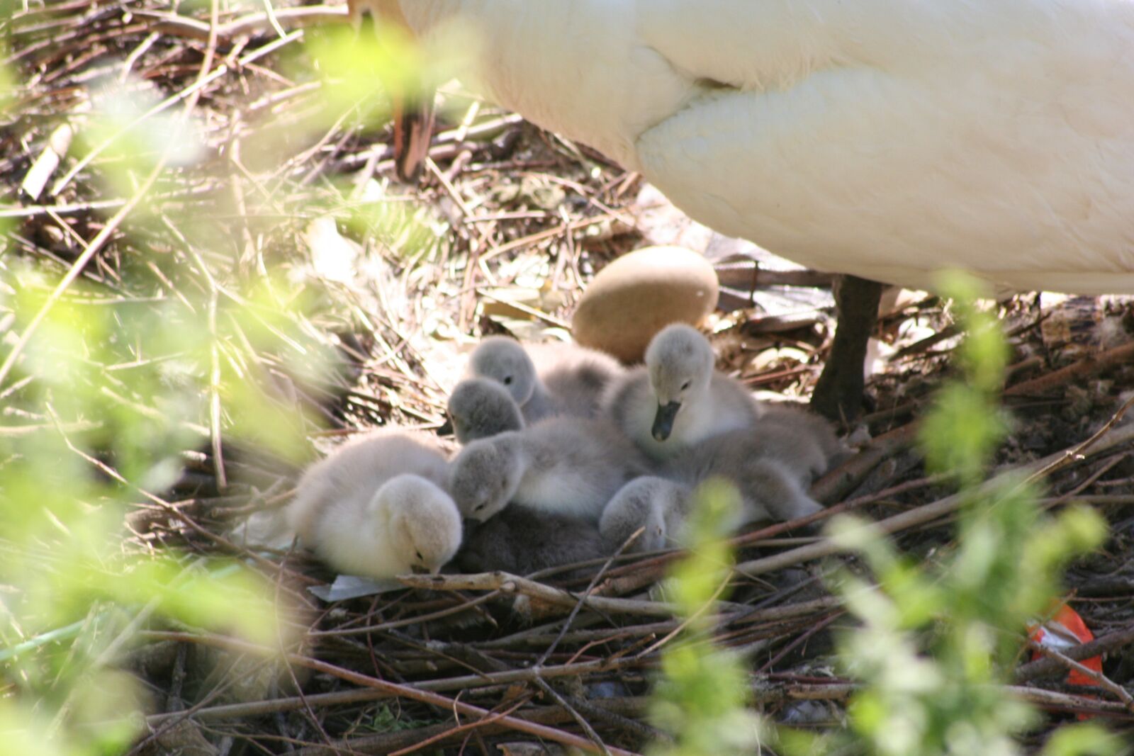 Canon EOS 350D (EOS Digital Rebel XT / EOS Kiss Digital N) sample photo. Swan chicks, chicks hatched photography