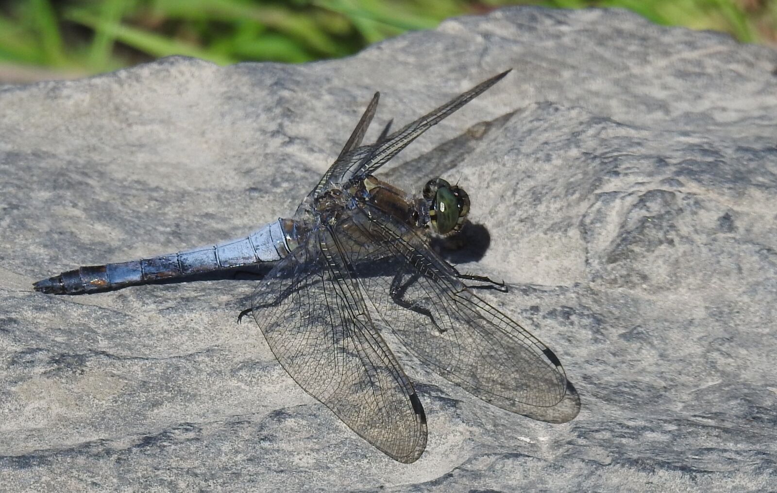 Nikon Coolpix P900 sample photo. Dragonfly, insect, close up photography