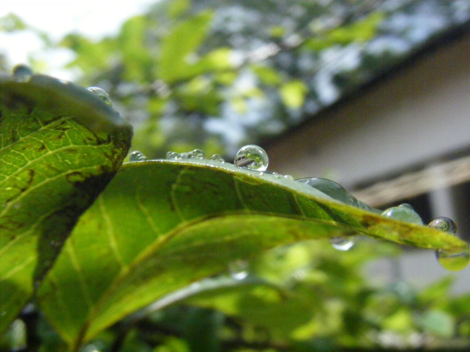 Fujifilm FinePix S5800 S800 sample photo. Rain drop, leaf, green photography