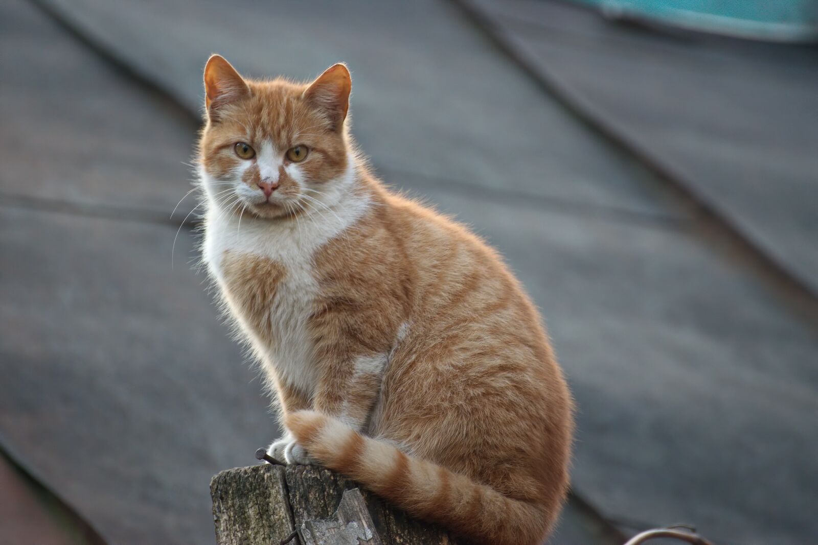 Nikon D5300 sample photo. Cat, pet, domestic photography