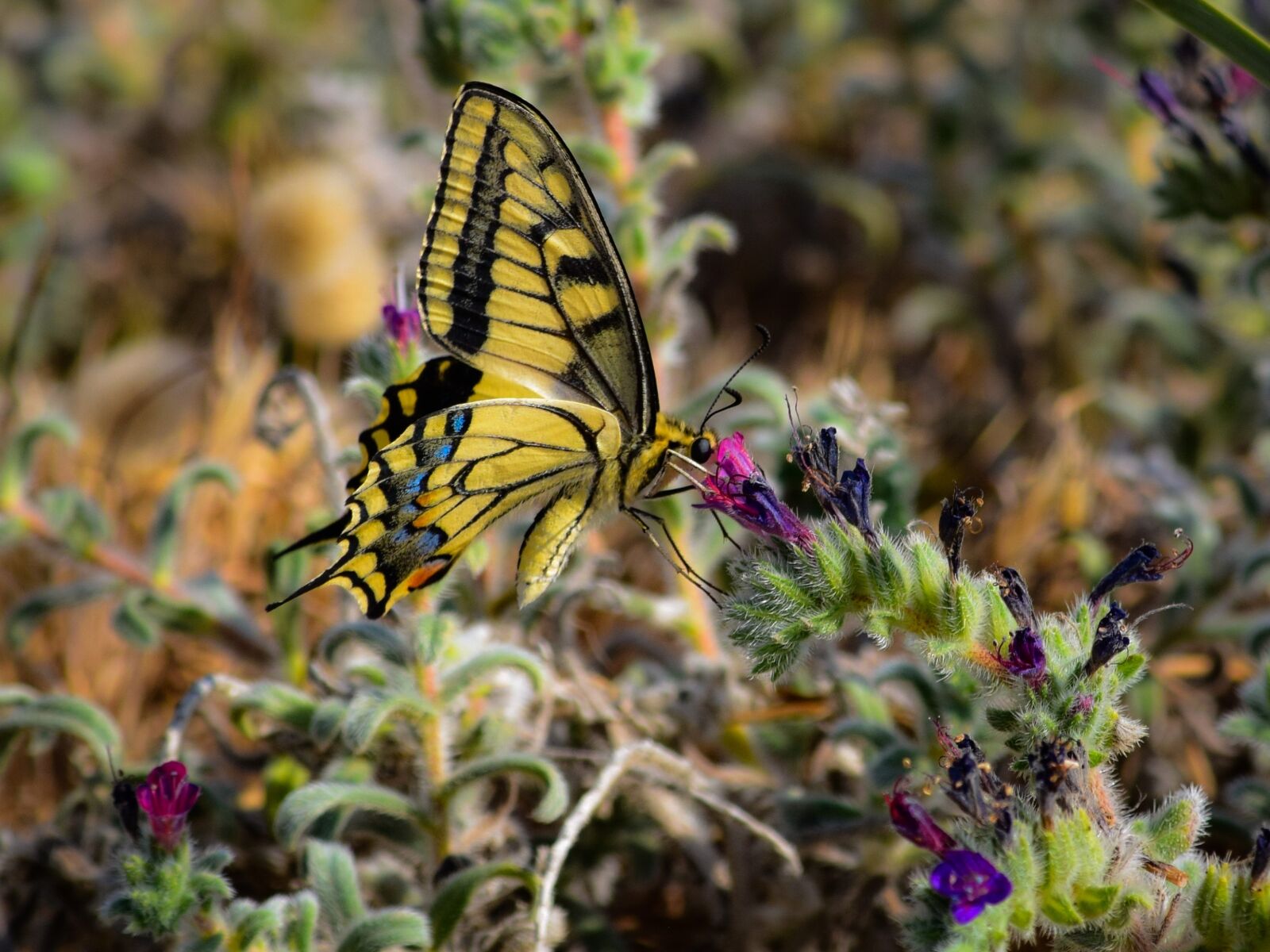 Nikon D3300 sample photo. Nature, butterfly, flower photography