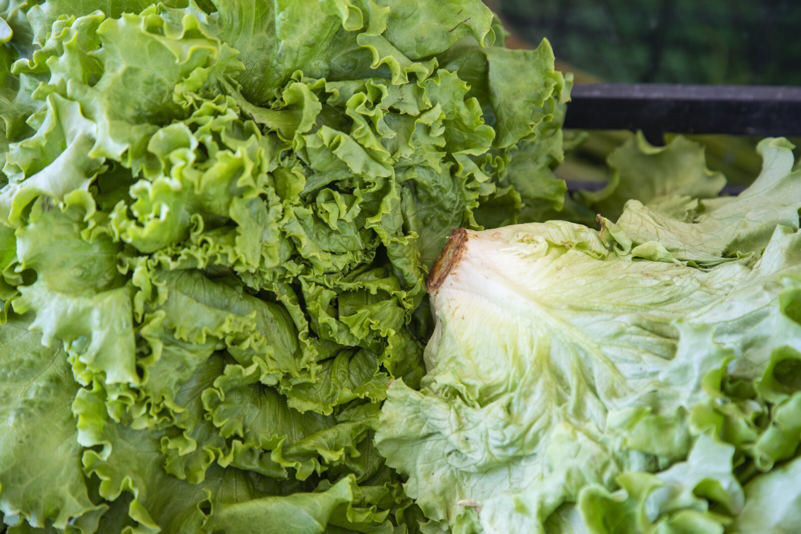 Canon EOS 5D Mark IV sample photo. Lettuce, green, fruit photography