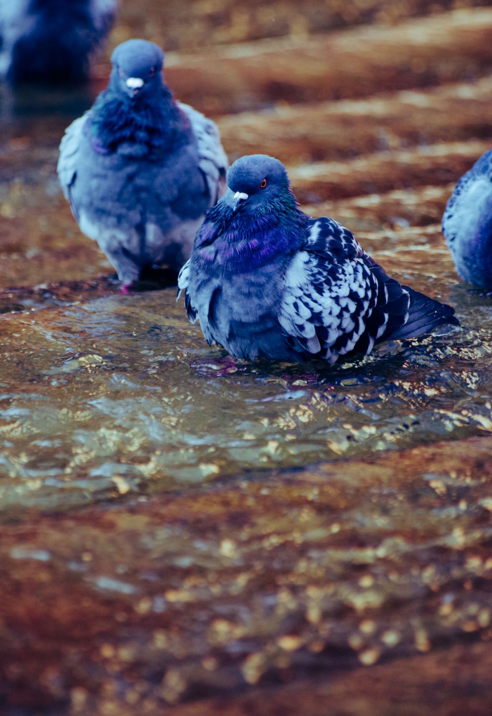 Pentax K-30 sample photo. Pigeons, water, refresh photography