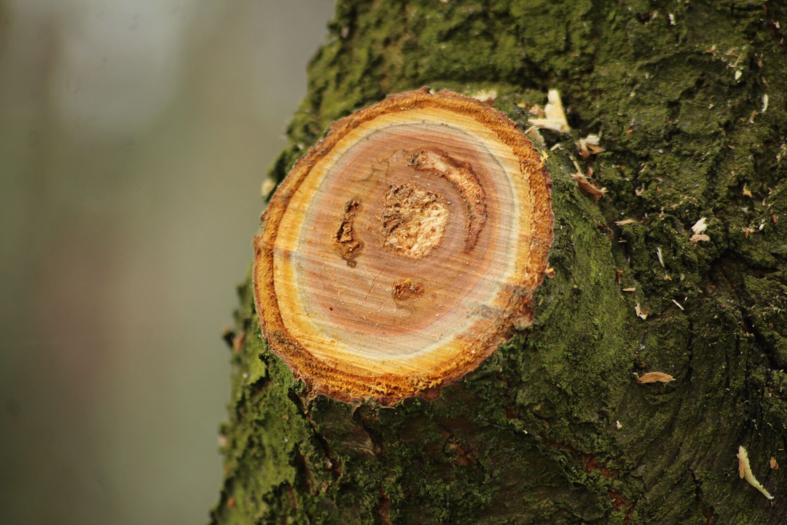 EF100-300mm f/5.6 sample photo. Tree, garden, spring photography