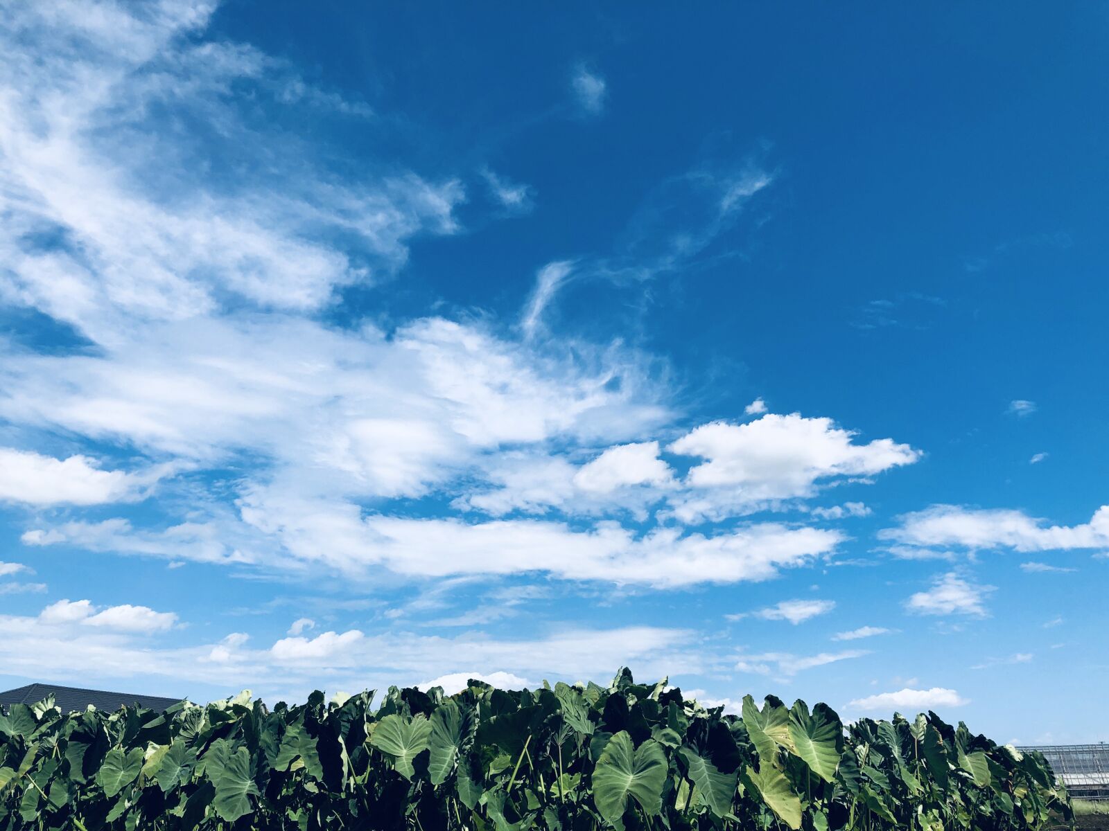 iPhone X back dual camera 4mm f/1.8 sample photo. Sky, wood, woods photography
