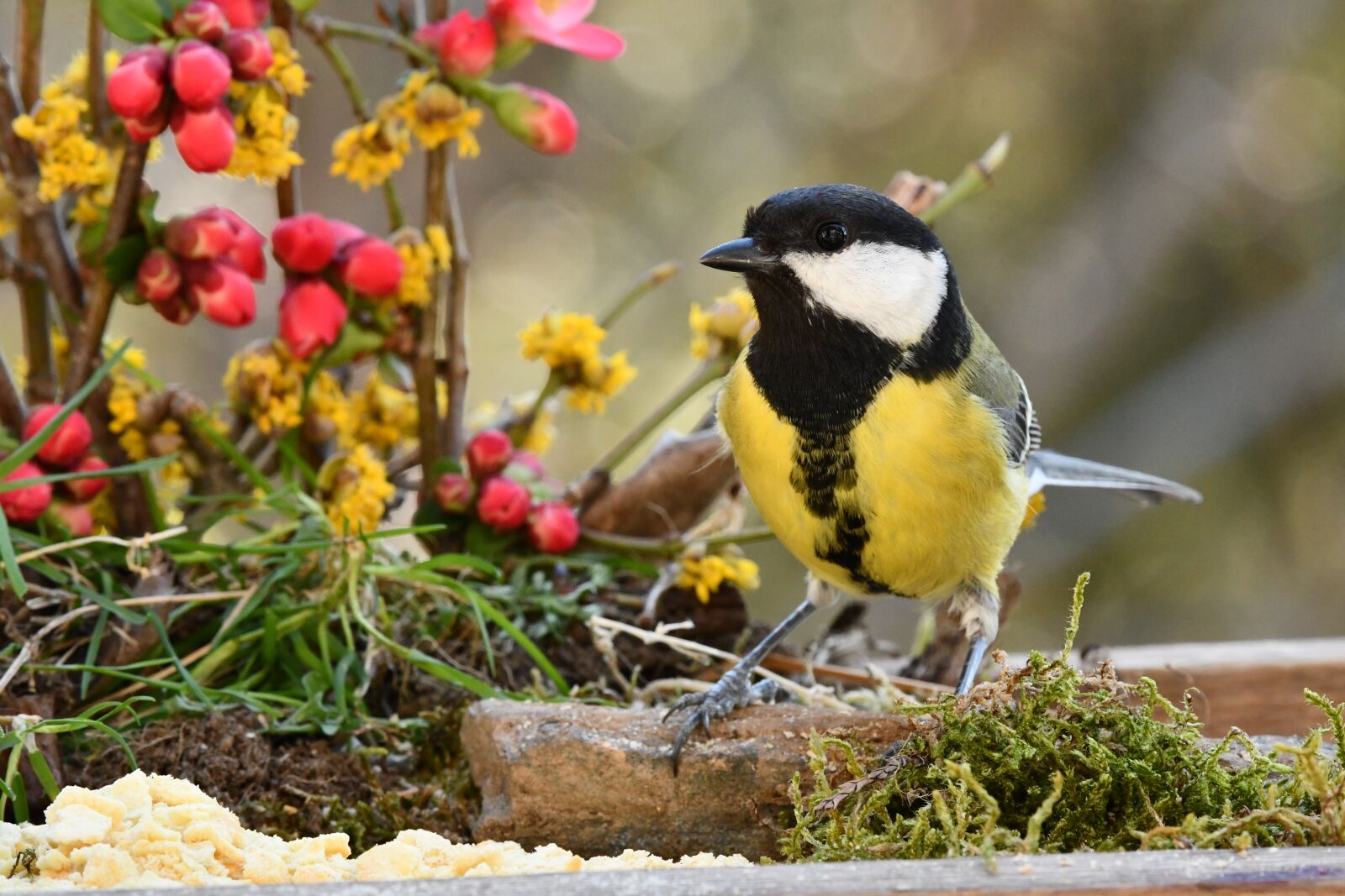 Nikon D7500 sample photo. Titmouse, bird, colors photography