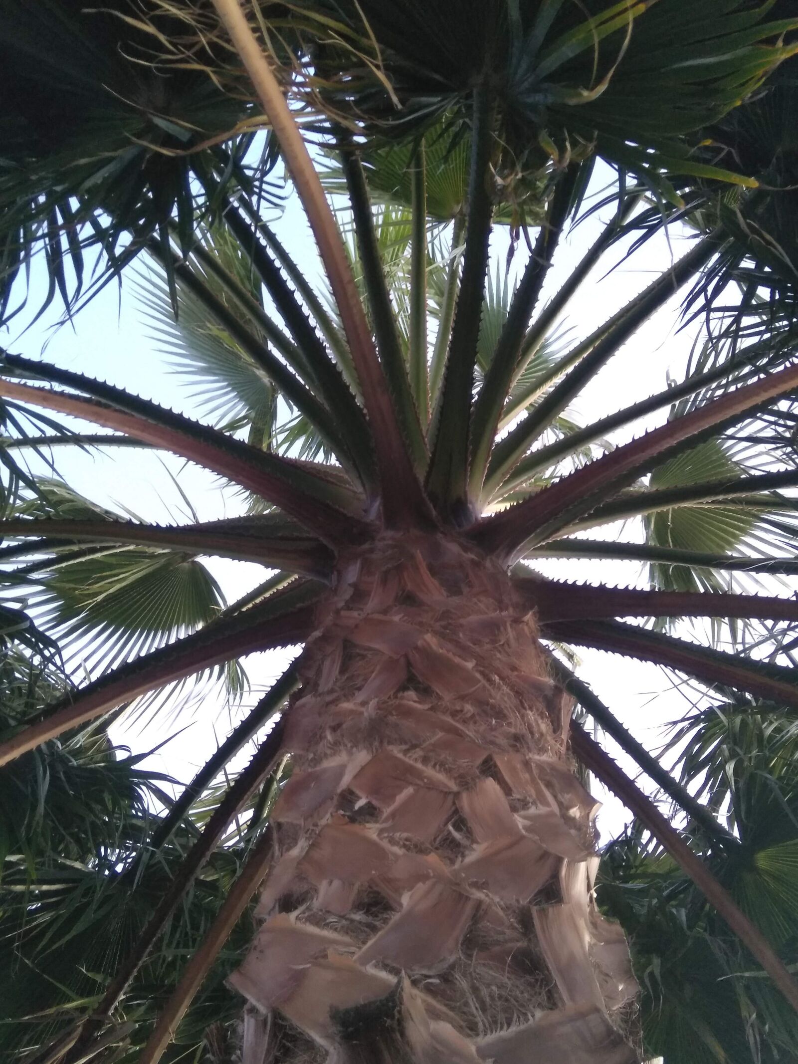 HMD Global Nokia 5 sample photo. Palm, nature, summer photography