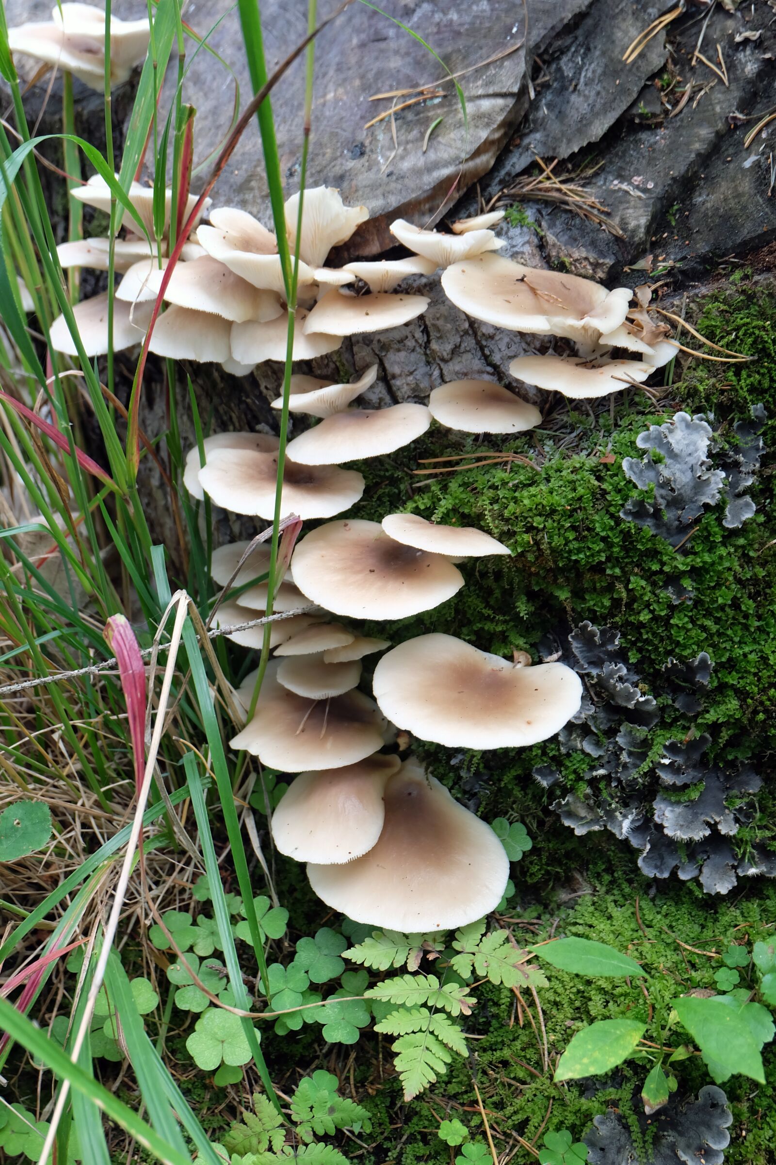 Fujifilm X-A2 sample photo. Mushrooms, nature, autumn photography