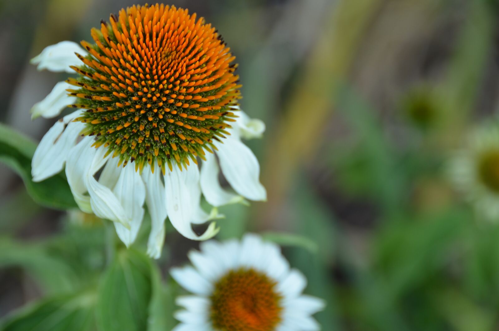Nikon D7000 sample photo. Coneflower, white, alba photography