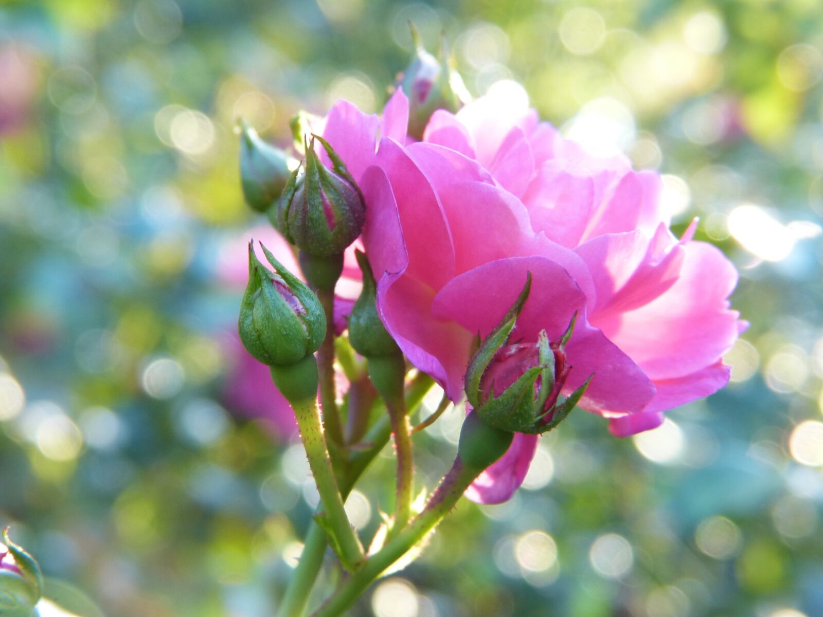 Panasonic Lumix DMC-FZ150 sample photo. Rose, rose bloom, flower photography