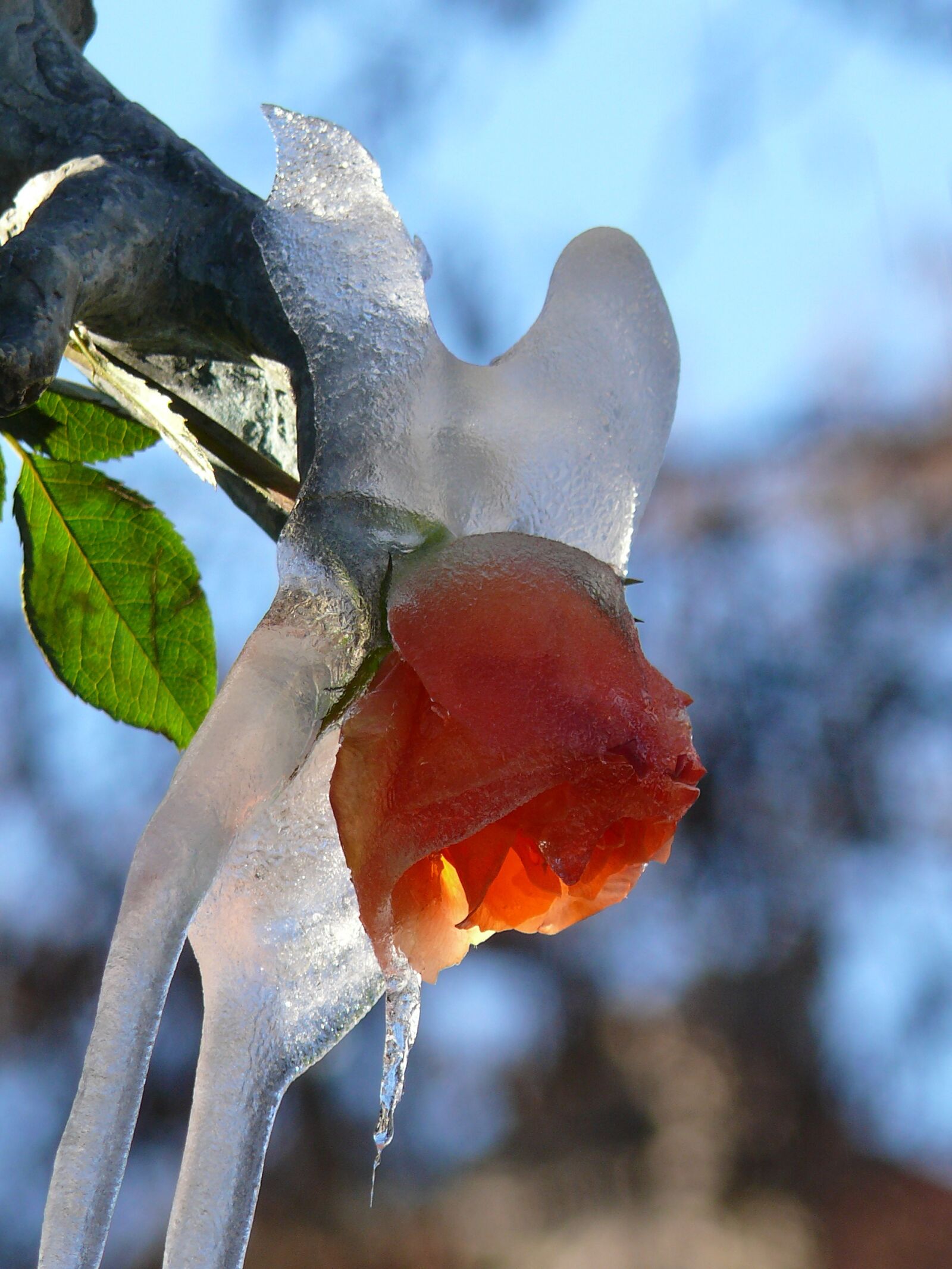 Panasonic DMC-FZ50 sample photo. Rose, iced, viktualienmarkt photography