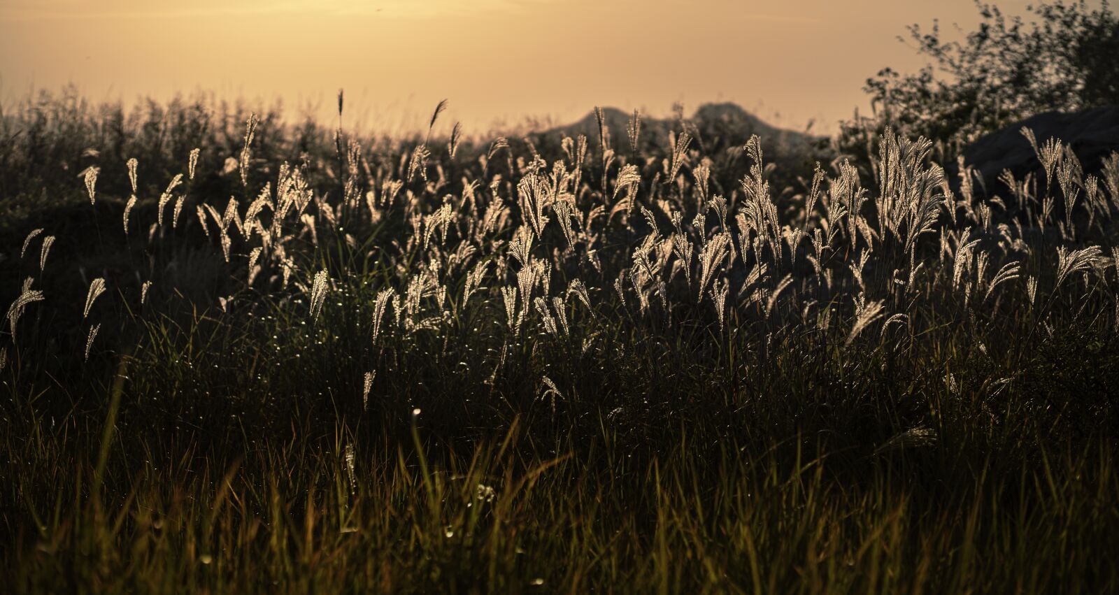 Sony a7 III sample photo. Silver grass, landscape, nature photography