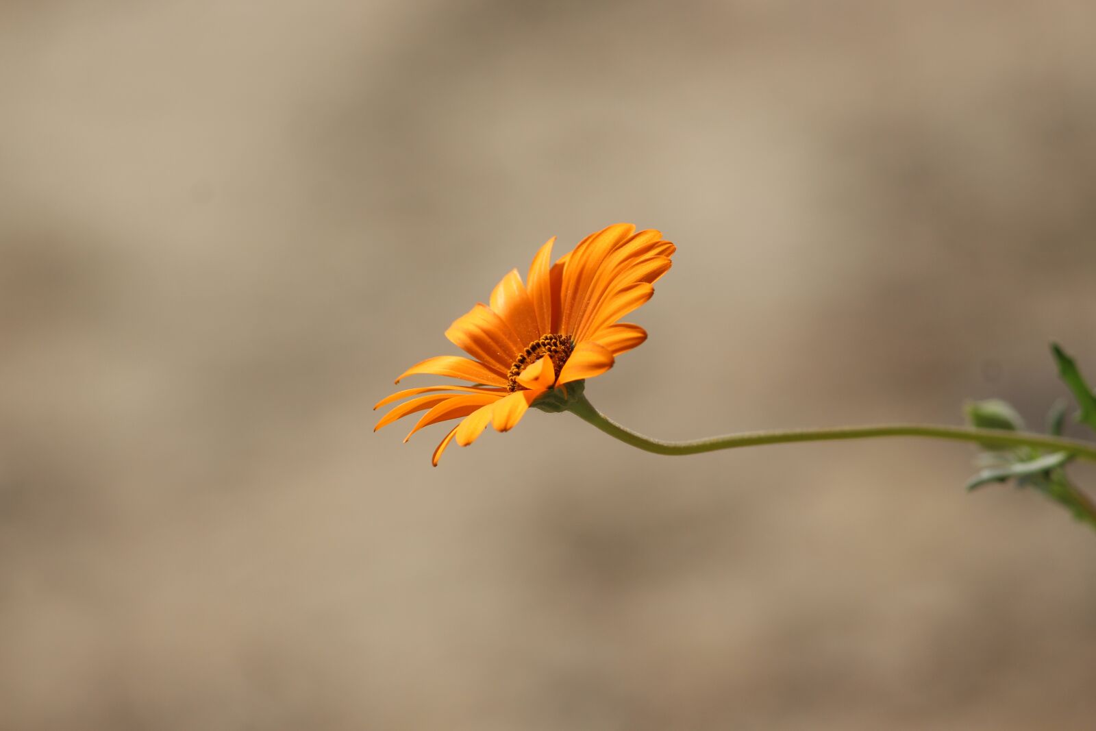 Canon EOS 700D (EOS Rebel T5i / EOS Kiss X7i) sample photo. Nature, beauty, flowers photography