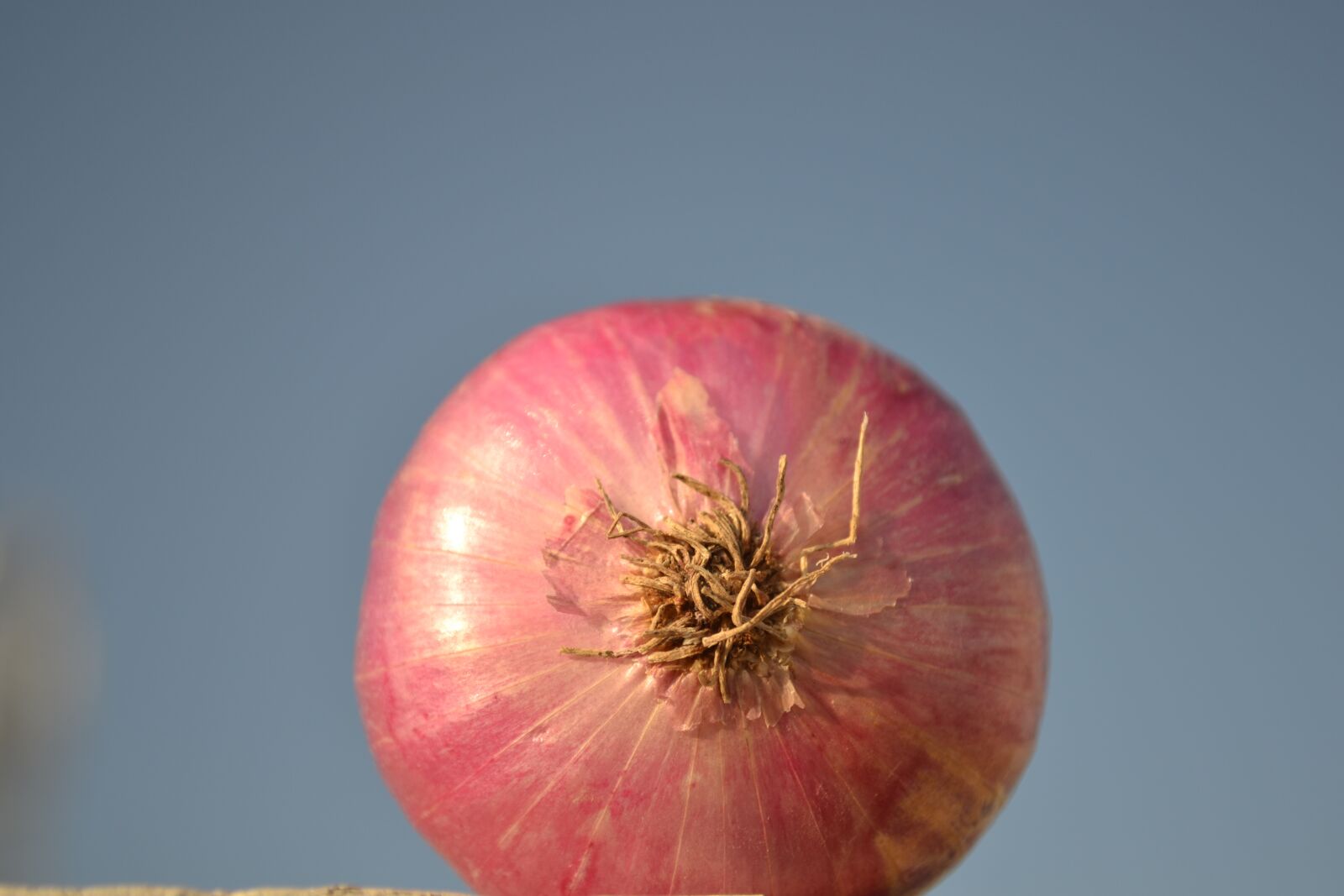 Nikon D3100 sample photo. Onion, vegetables, nature photography