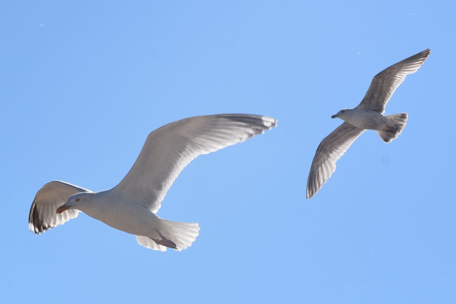 Nikon D7200 sample photo. Seagull, bird, fly photography
