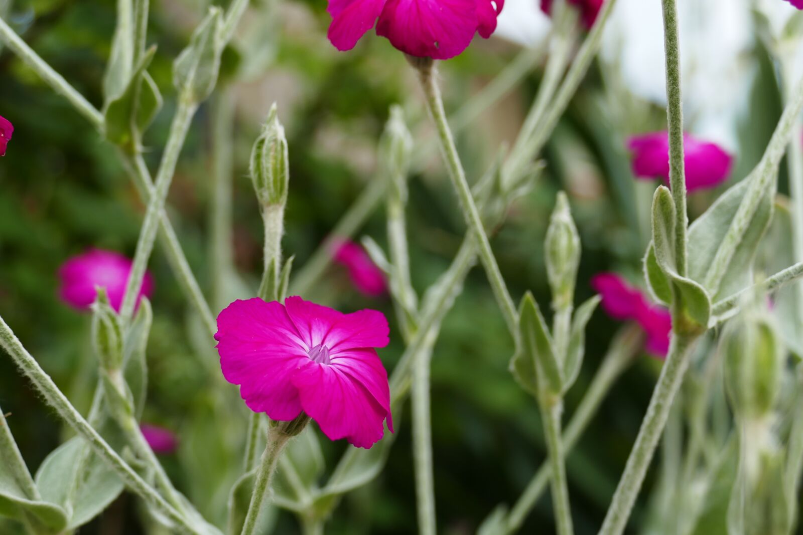 Panasonic Lumix DMC-FZ1000 sample photo. Flower, pink, macro photography