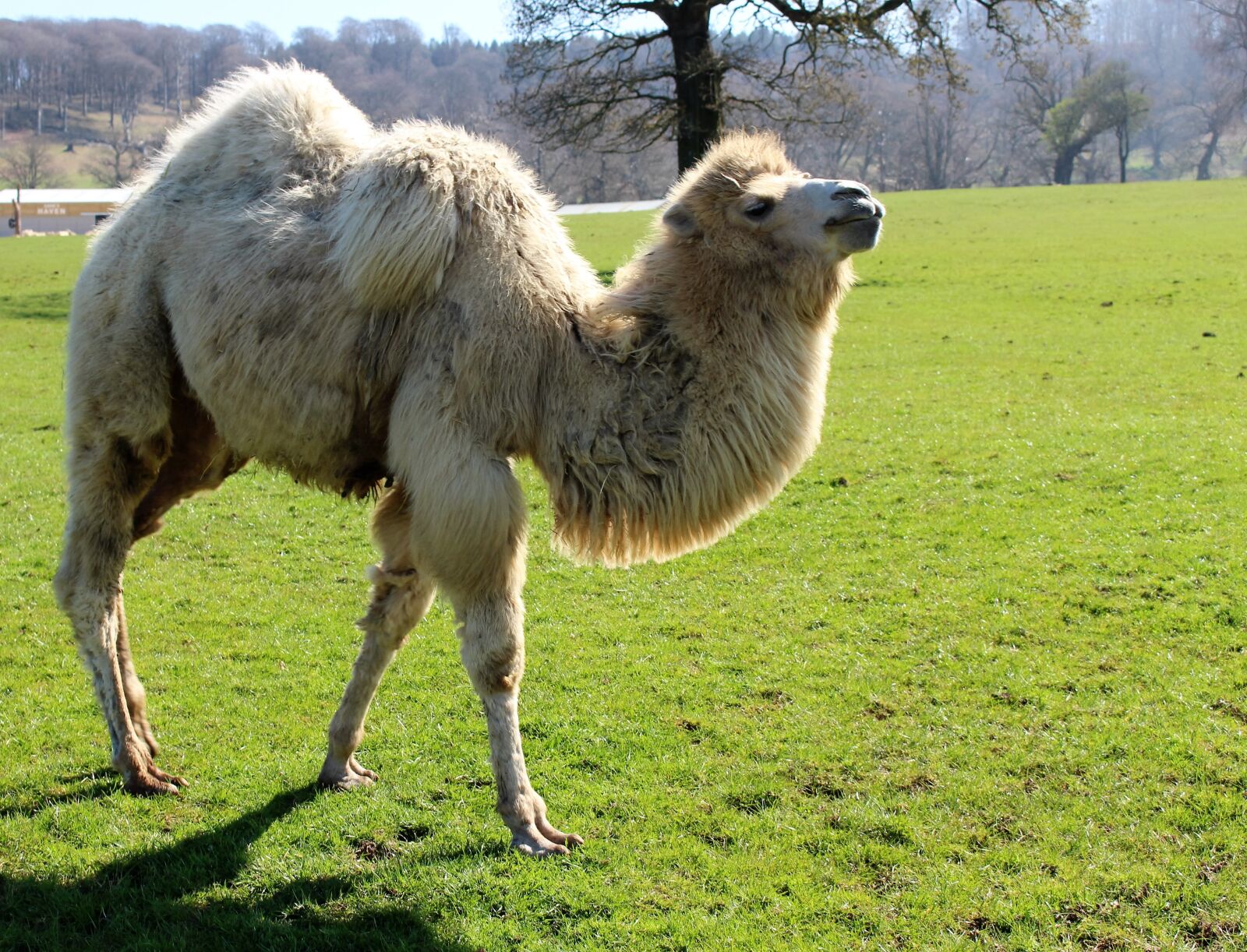 Canon EOS 100D (EOS Rebel SL1 / EOS Kiss X7) sample photo. Camel, safari, desert photography