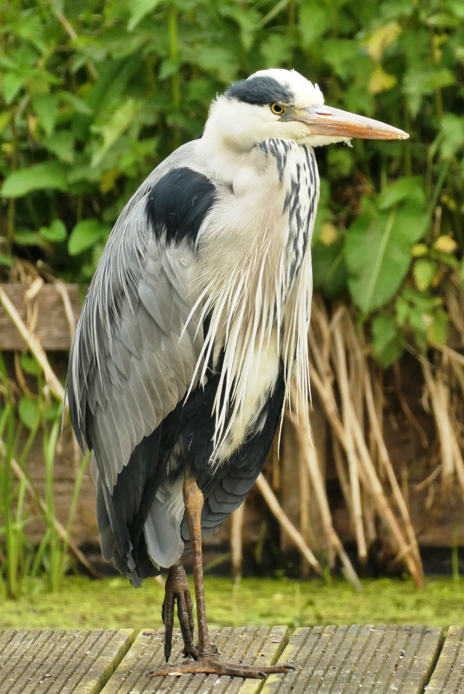 Panasonic Lumix DC-ZS70 (Lumix DC-TZ90) sample photo. Heron, nature, blue heron photography