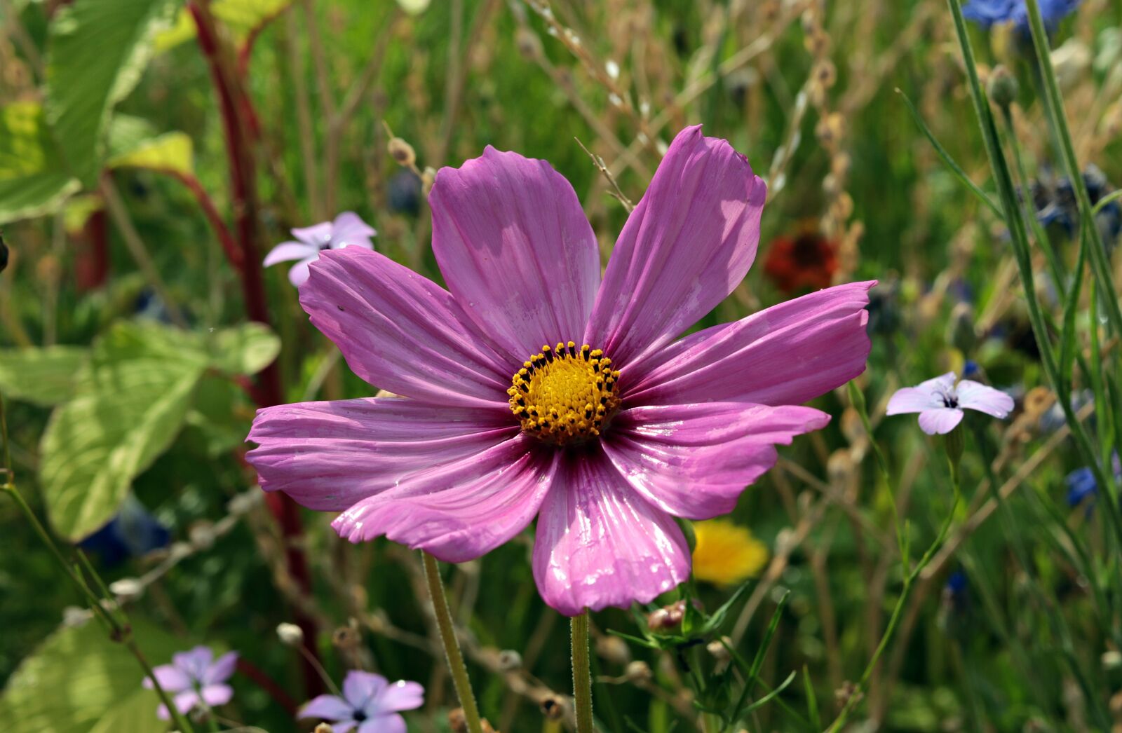 Canon EOS 80D + Canon EF 50mm F1.8 STM sample photo. Flower, wild flower, nature photography