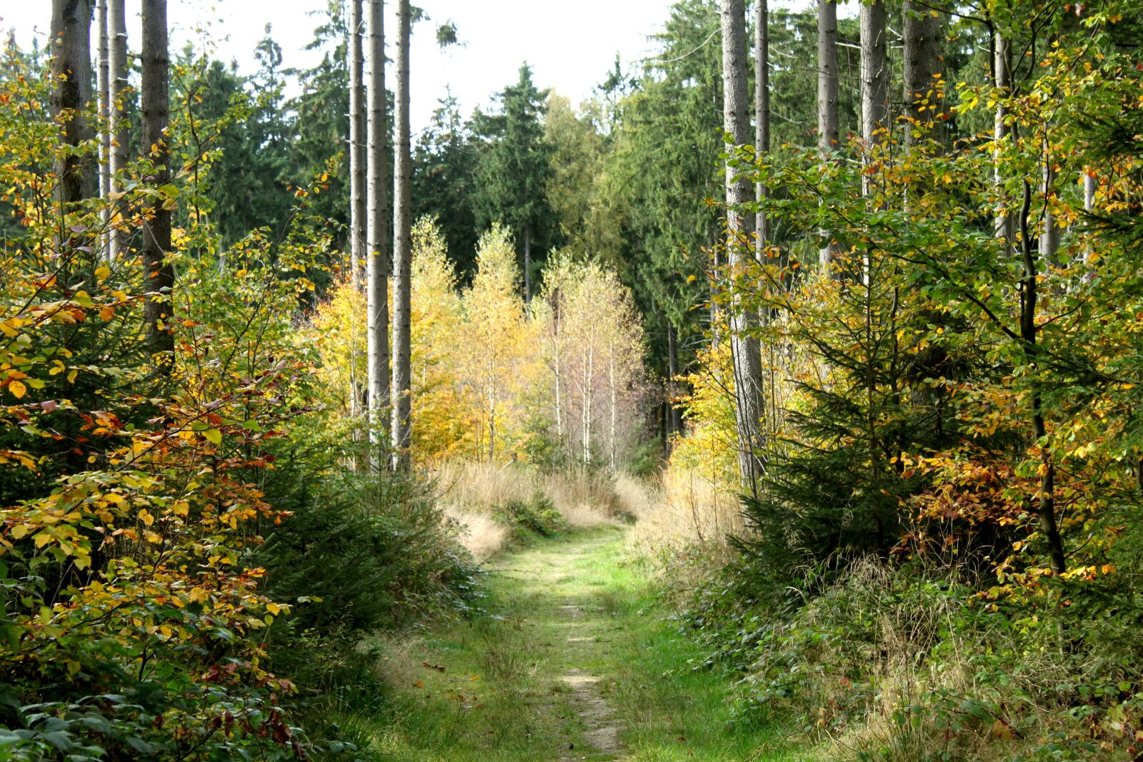 Canon EOS 500D (EOS Rebel T1i / EOS Kiss X3) sample photo. Forest path, forest, trees photography