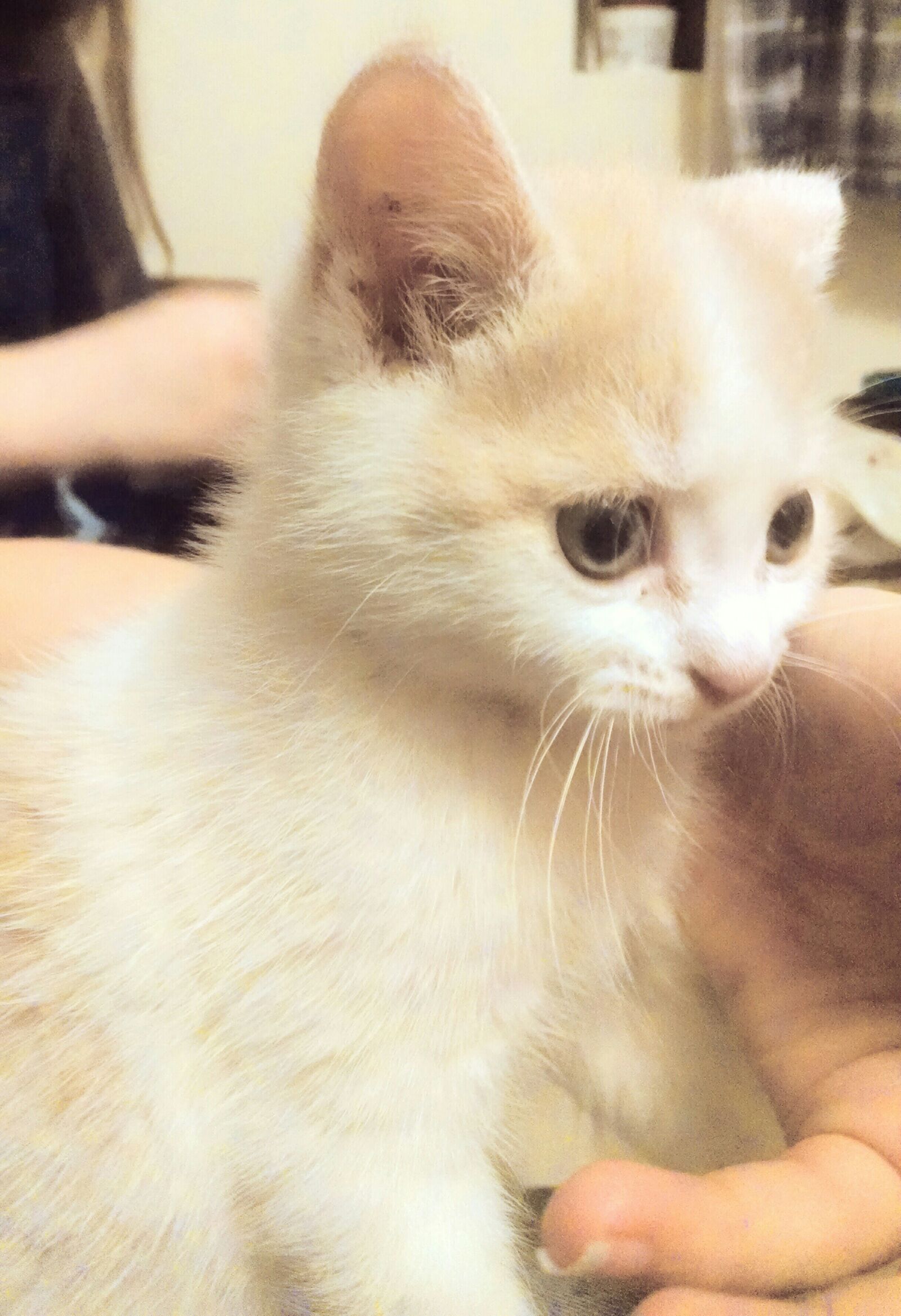 Motorola Moto X (1st Gen) sample photo. Animal, cat, kitten, pet photography