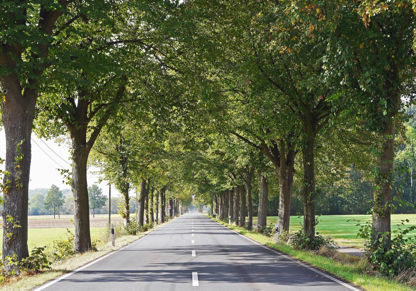 Panasonic Lumix DMC-GH3 sample photo. Tree, forest, road, sky photography