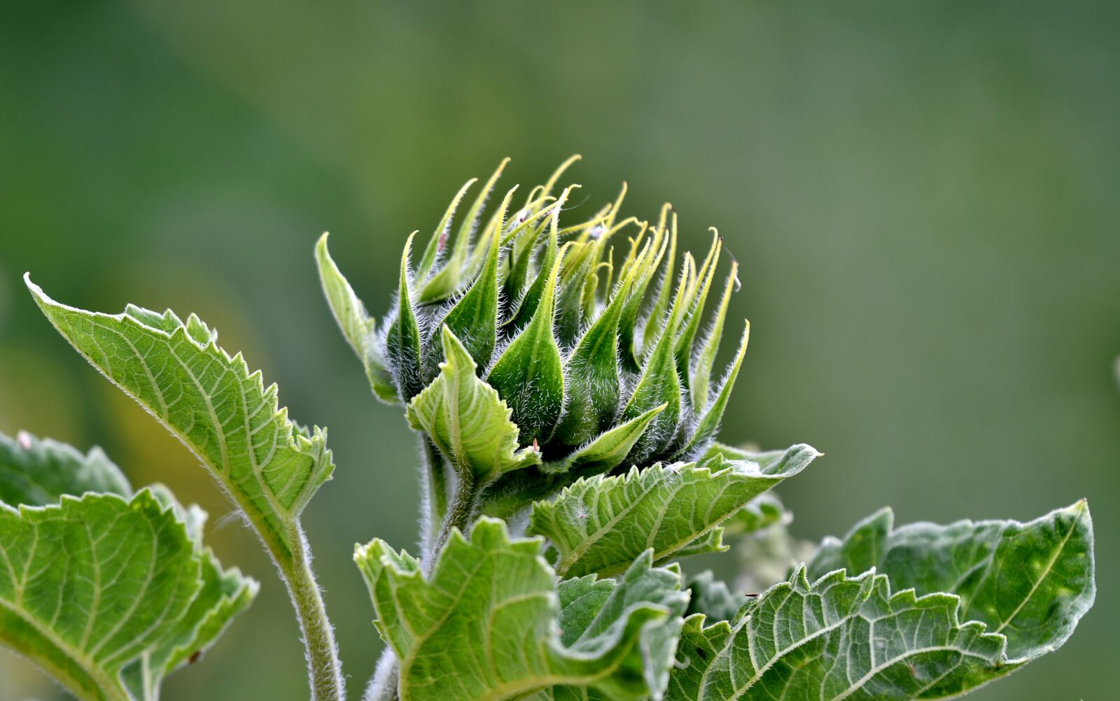 Nikon D500 sample photo. Sunflower, flower, nature photography